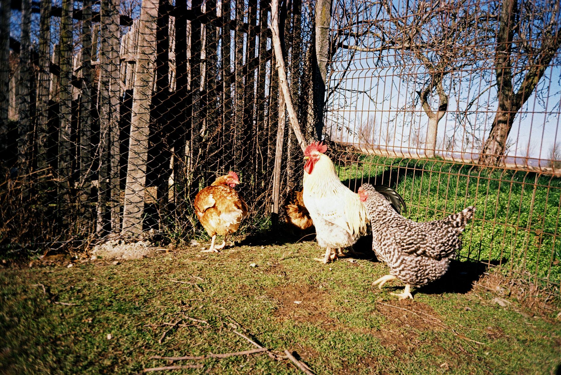 dec25-martie26 (37).JPG