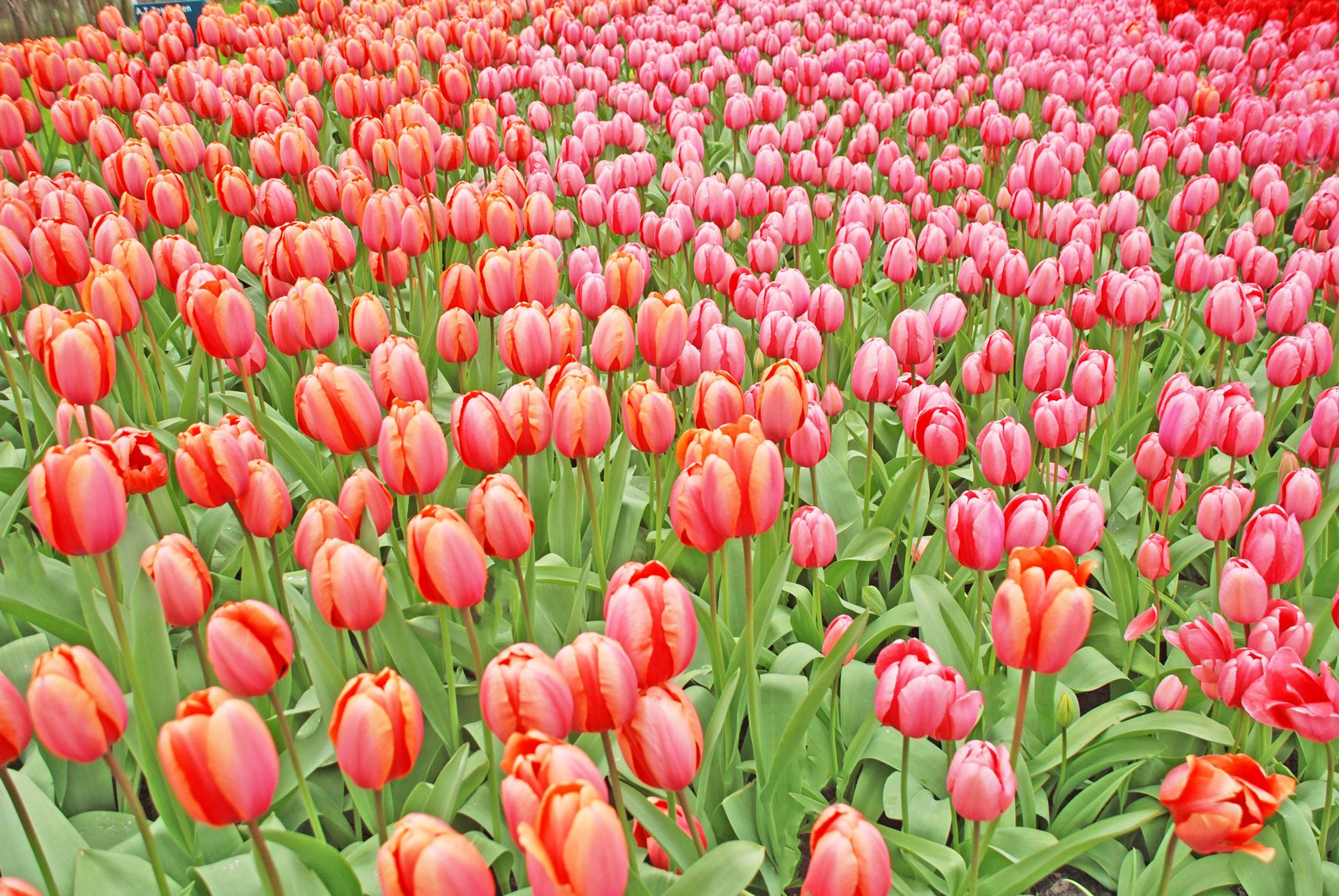 TULIPES