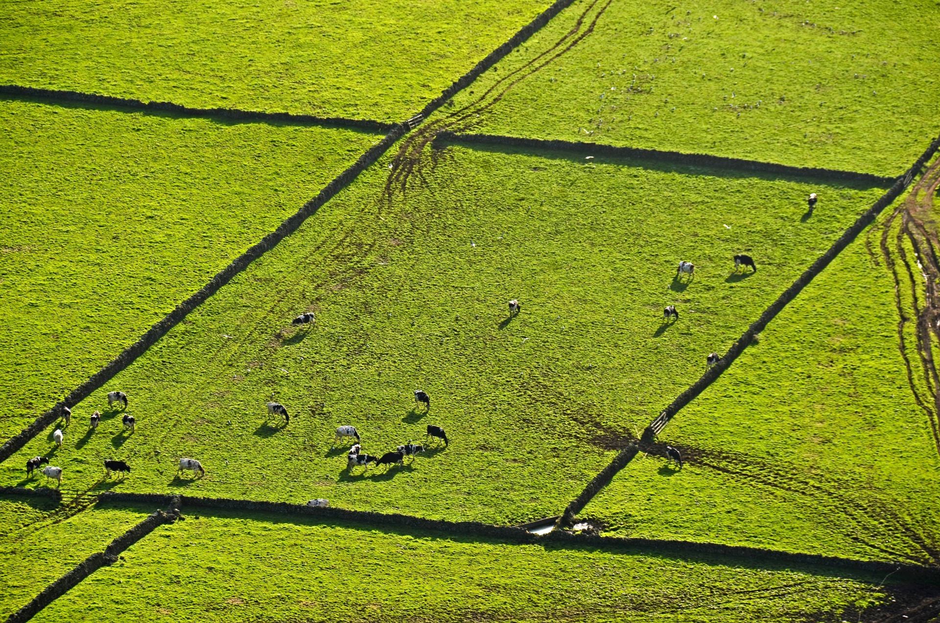 Ile de Terceira Les Açores
