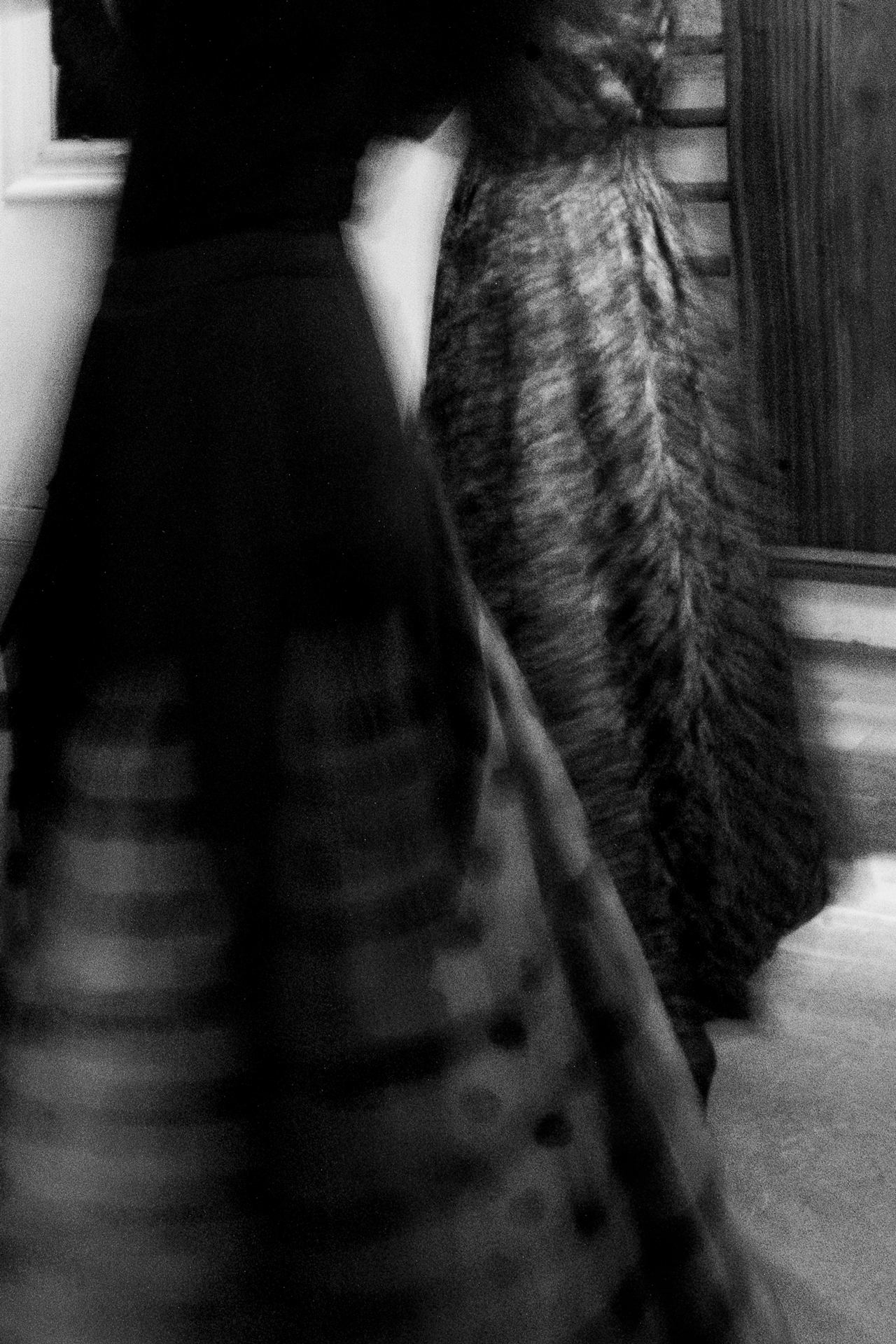 FLAMENCO