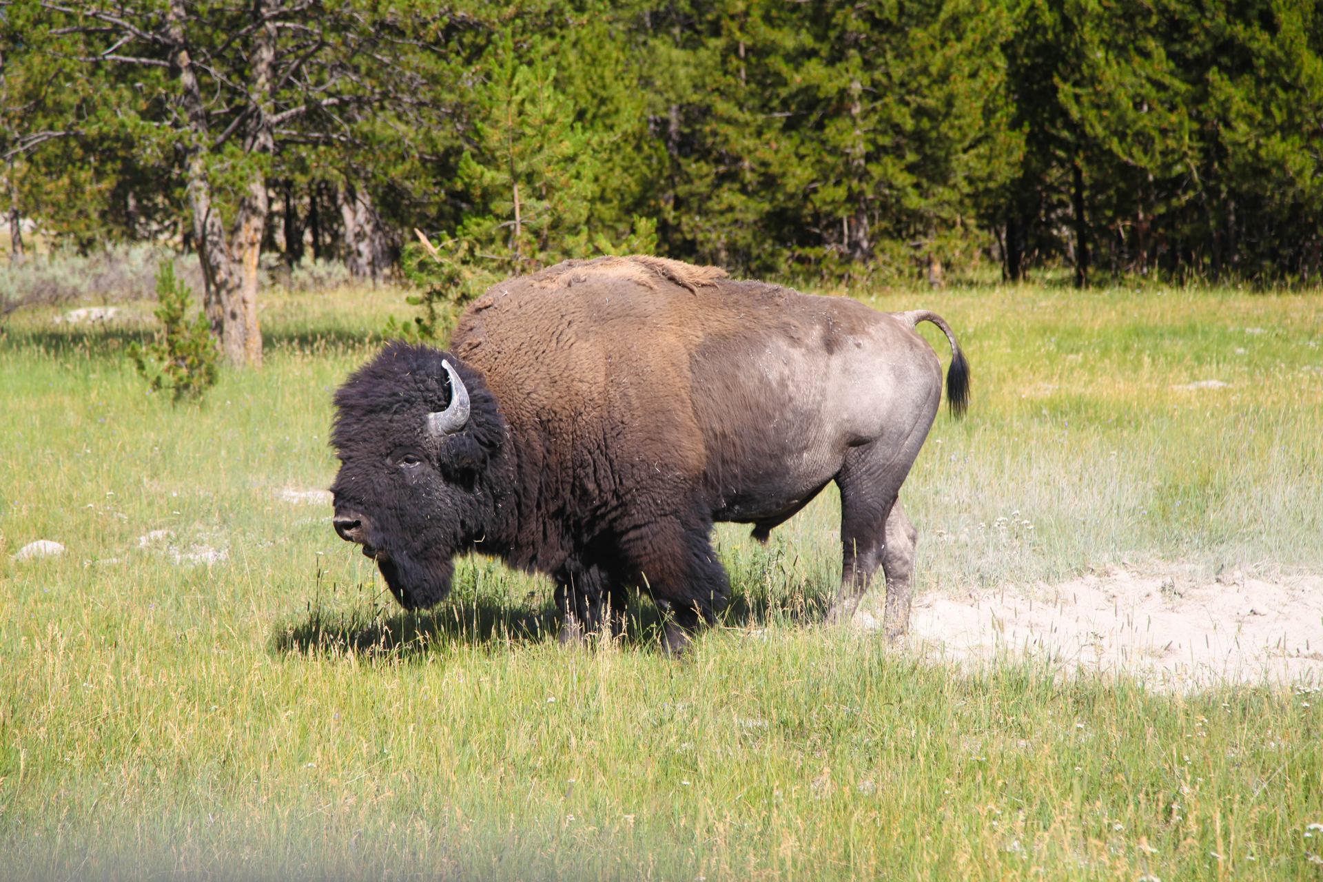 yellowstone