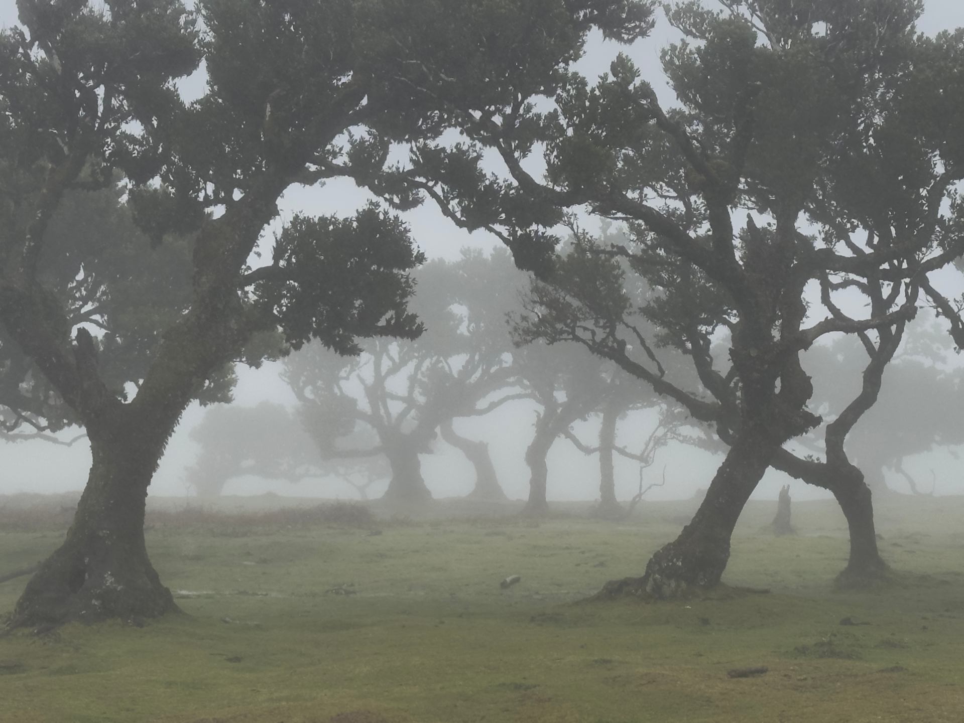 La foret enchantée de Fahnal