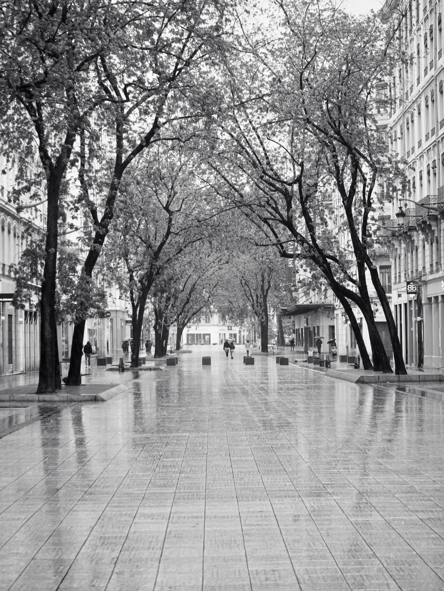 Travée boisée urbaine