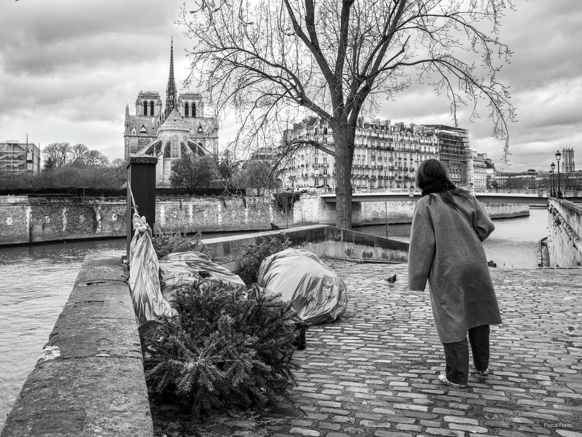 Le cimetière des arbres de Noêl