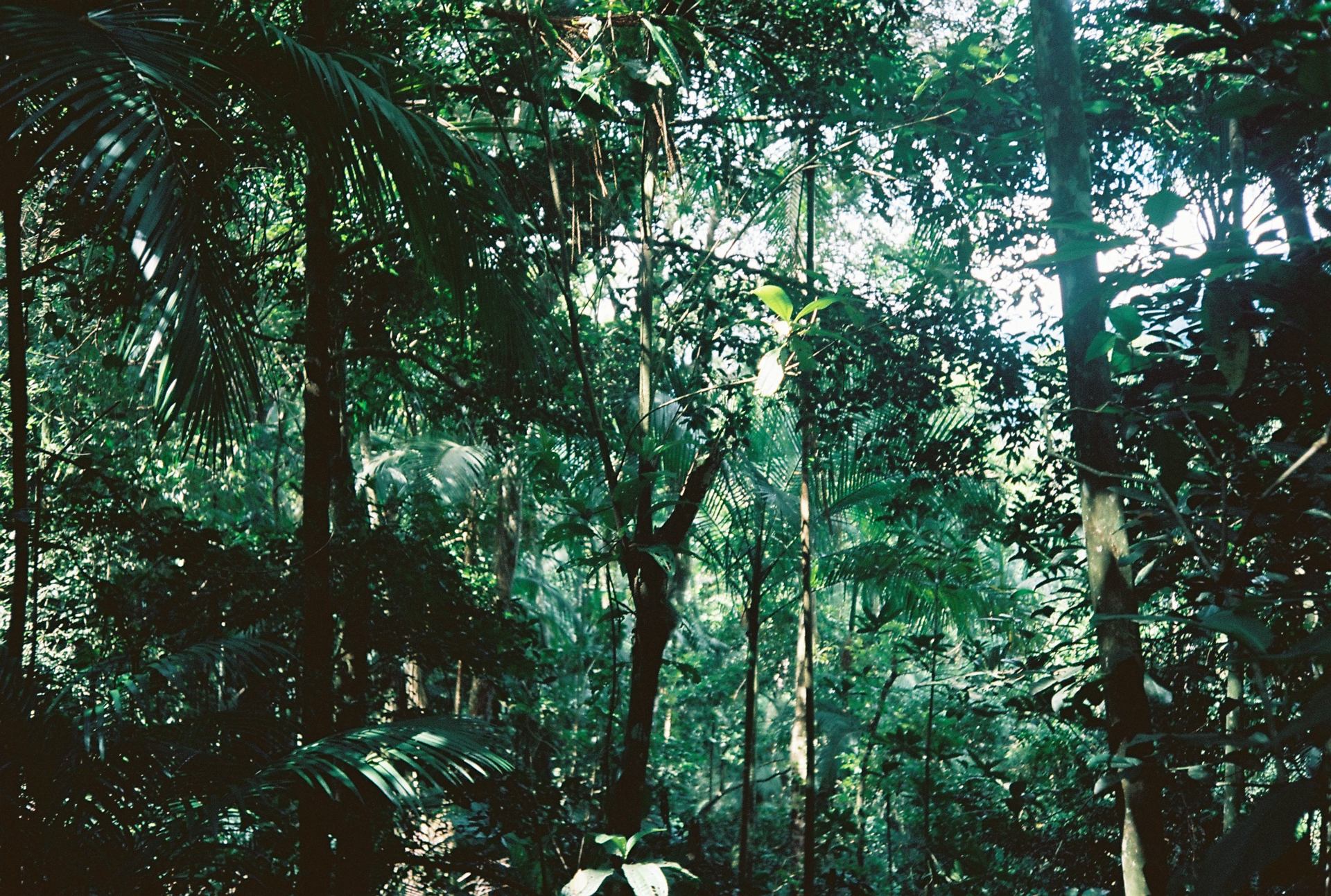 Ilha Grande et sa jungle