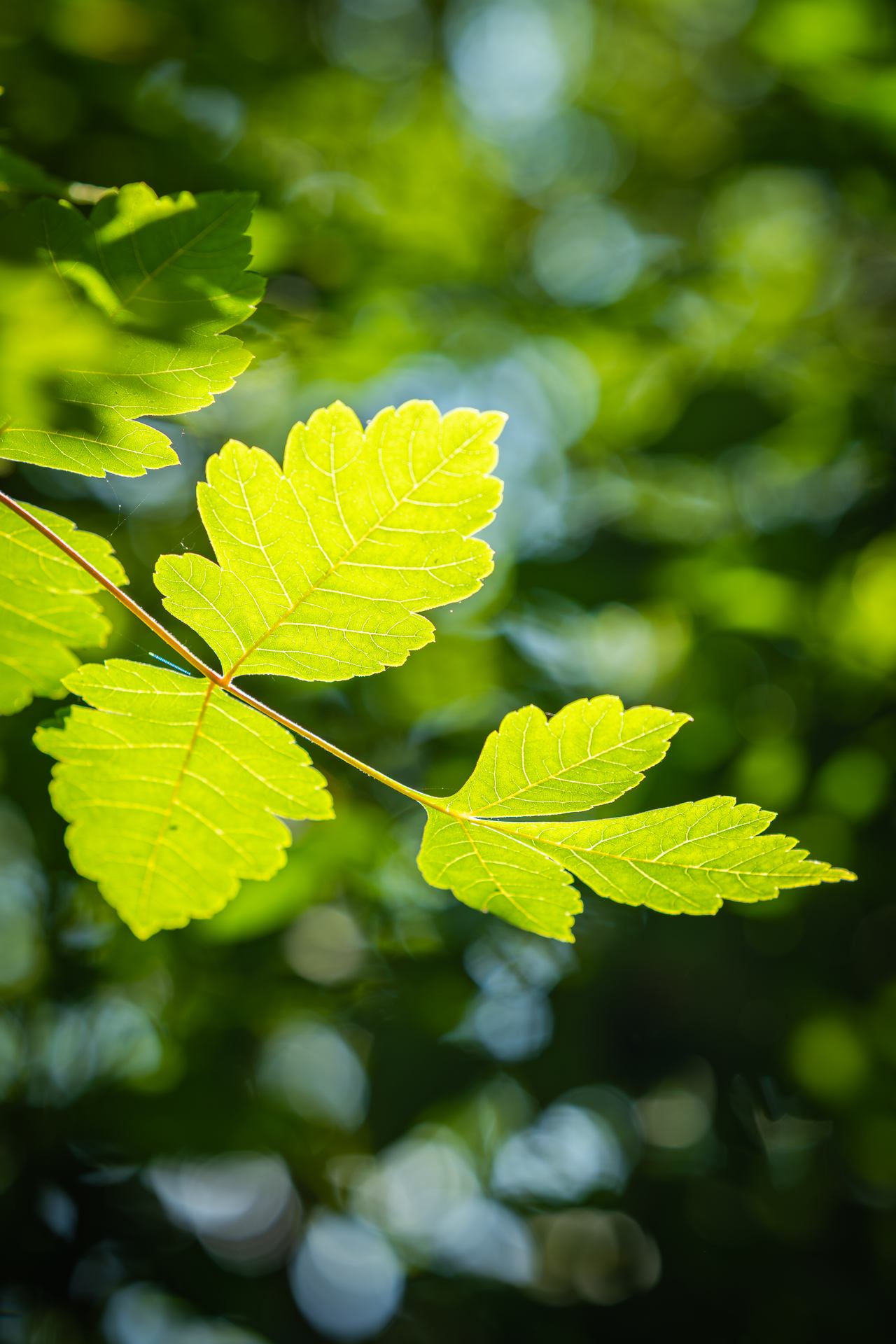 Murmures de vert