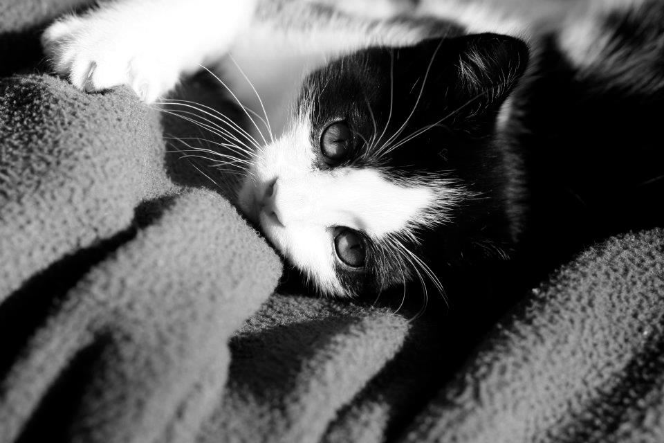 Nala