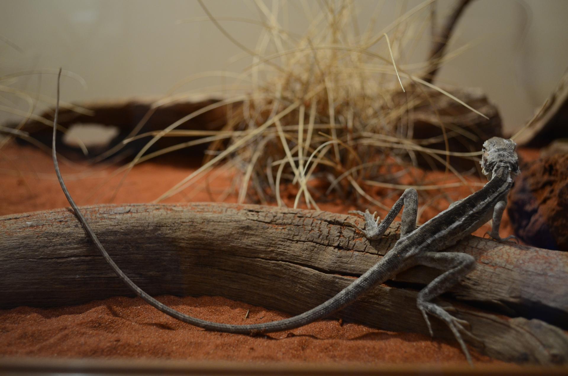 Lézard