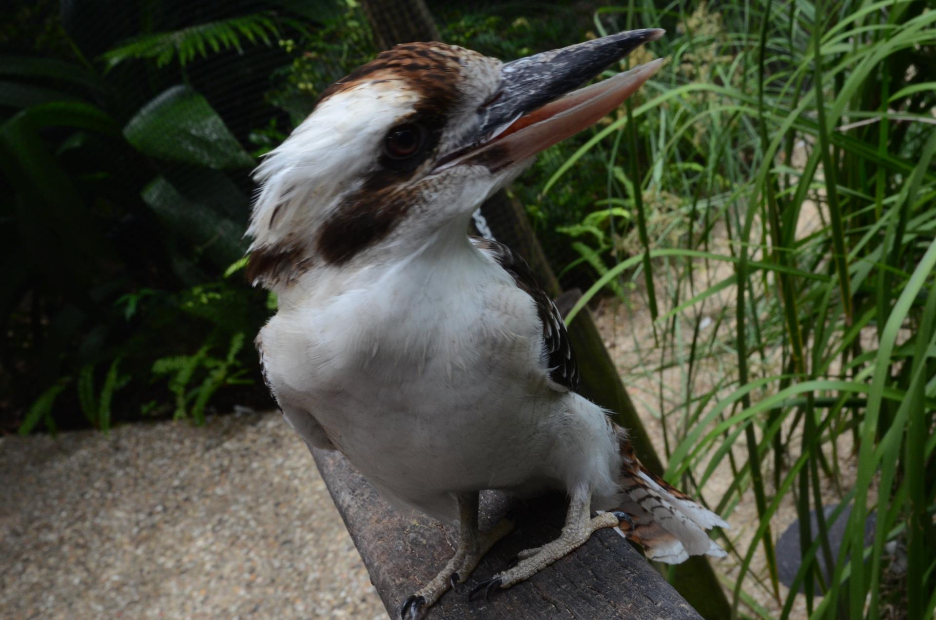 Kookabura