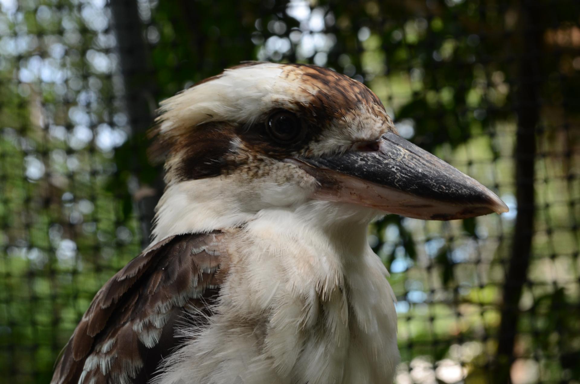 Kookabura