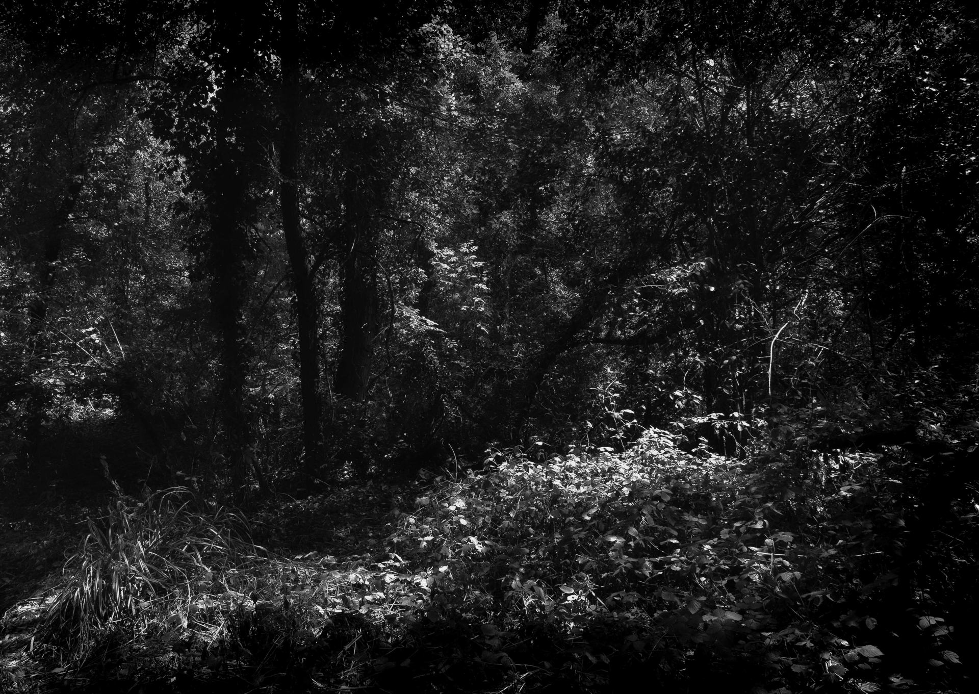 Nuances de gris
