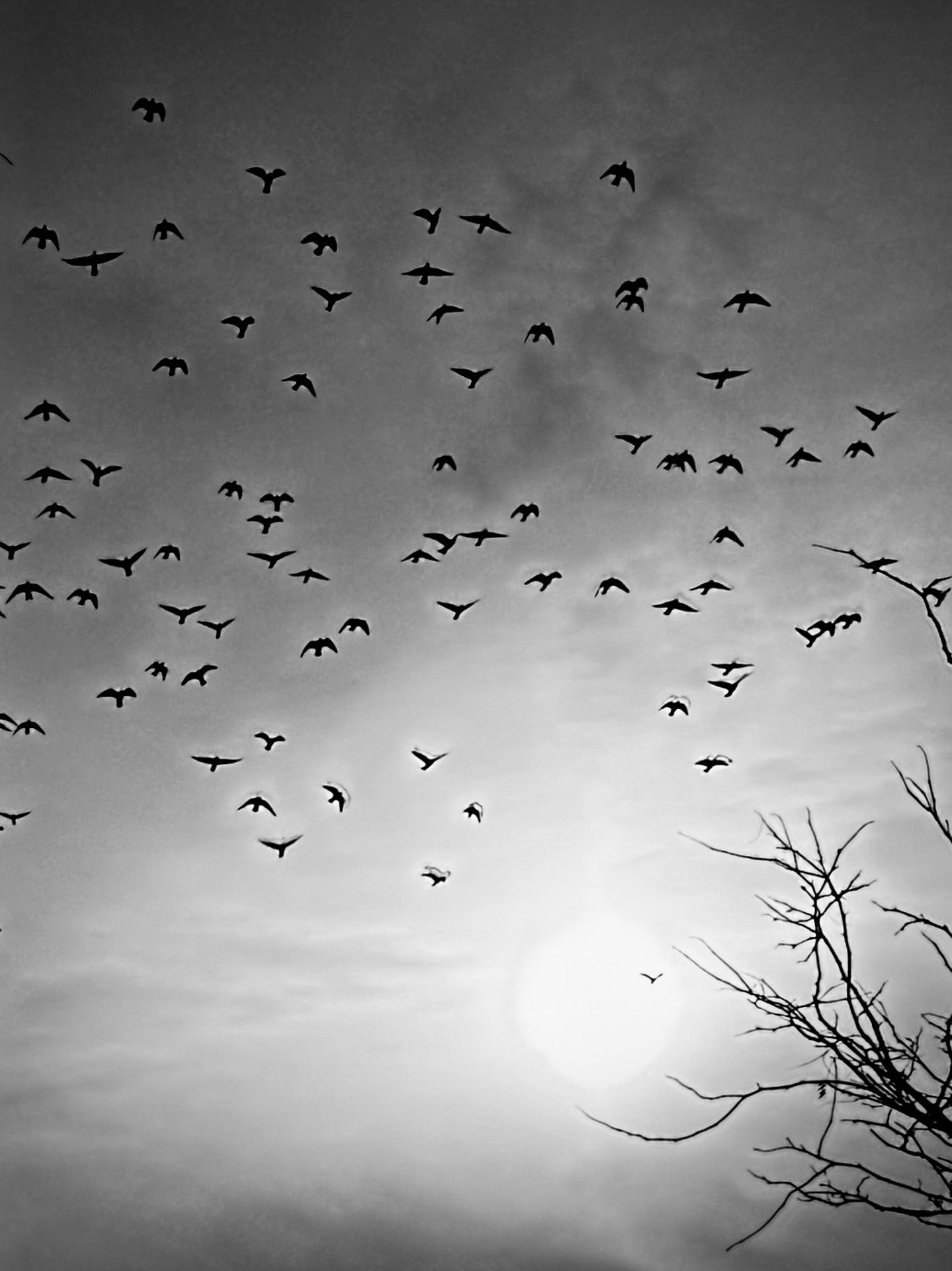 Birds in the morning