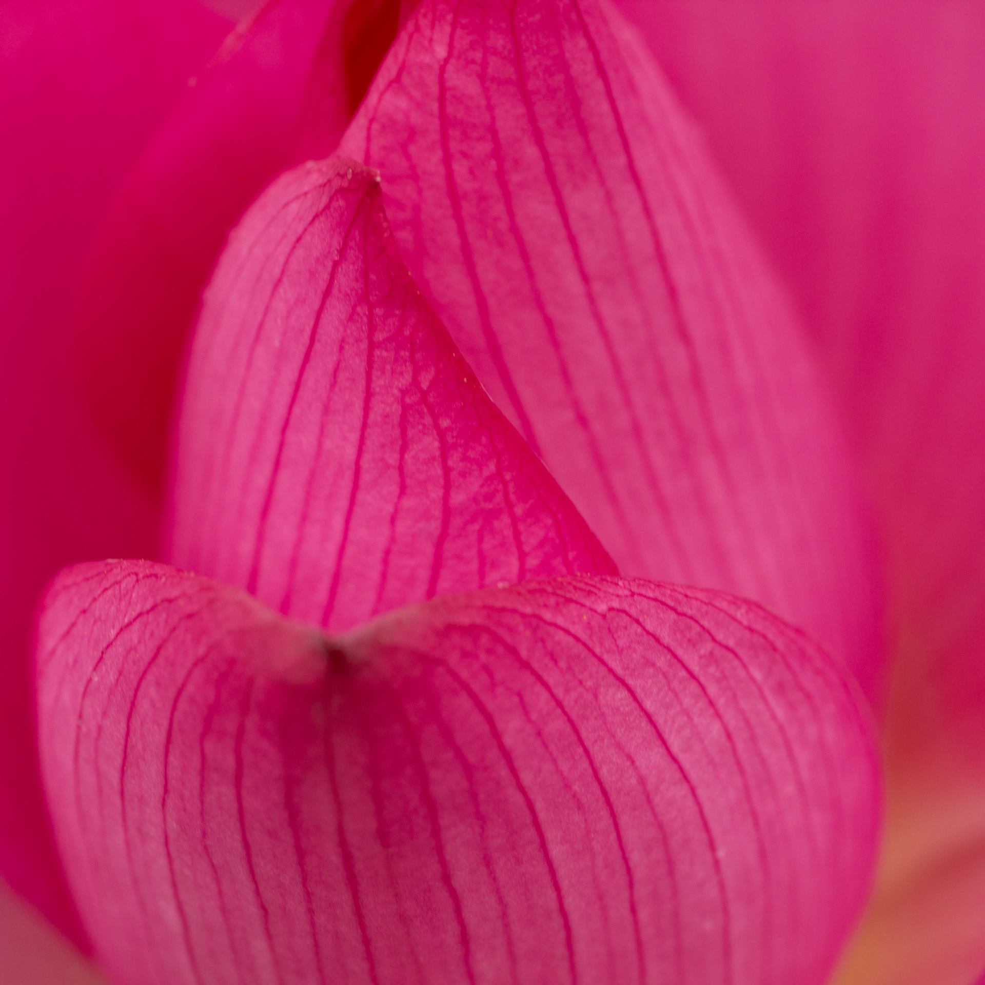 _MG_9052.jpg