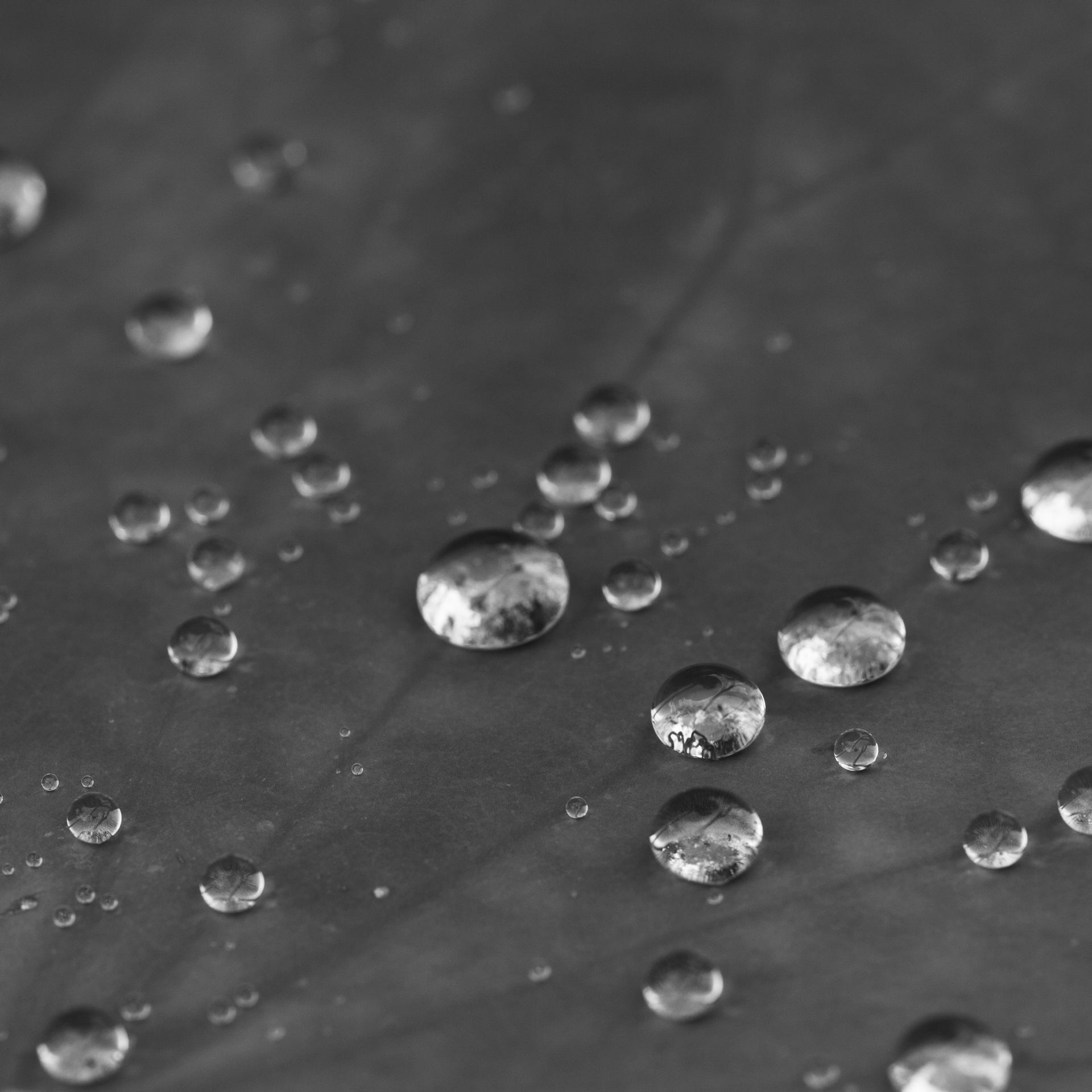 _MG_9202.jpg