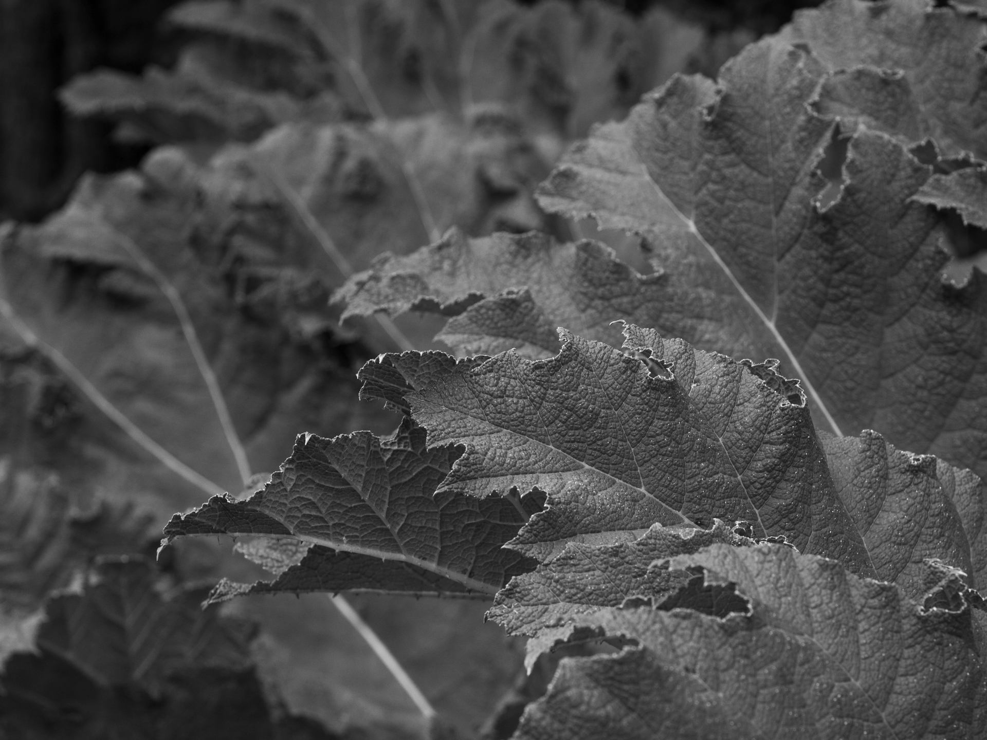 _MG_9120.jpg