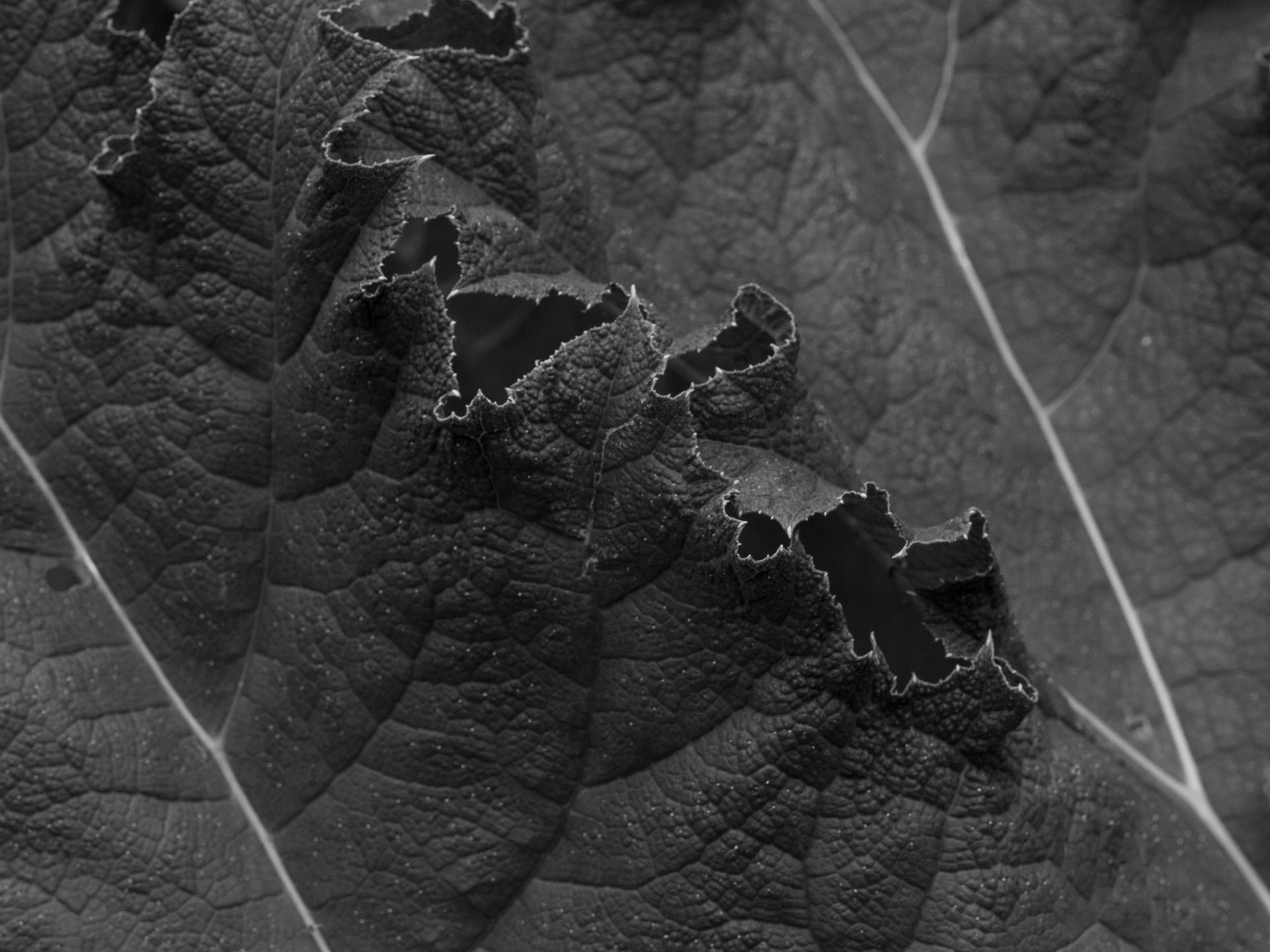 _MG_9036.jpg