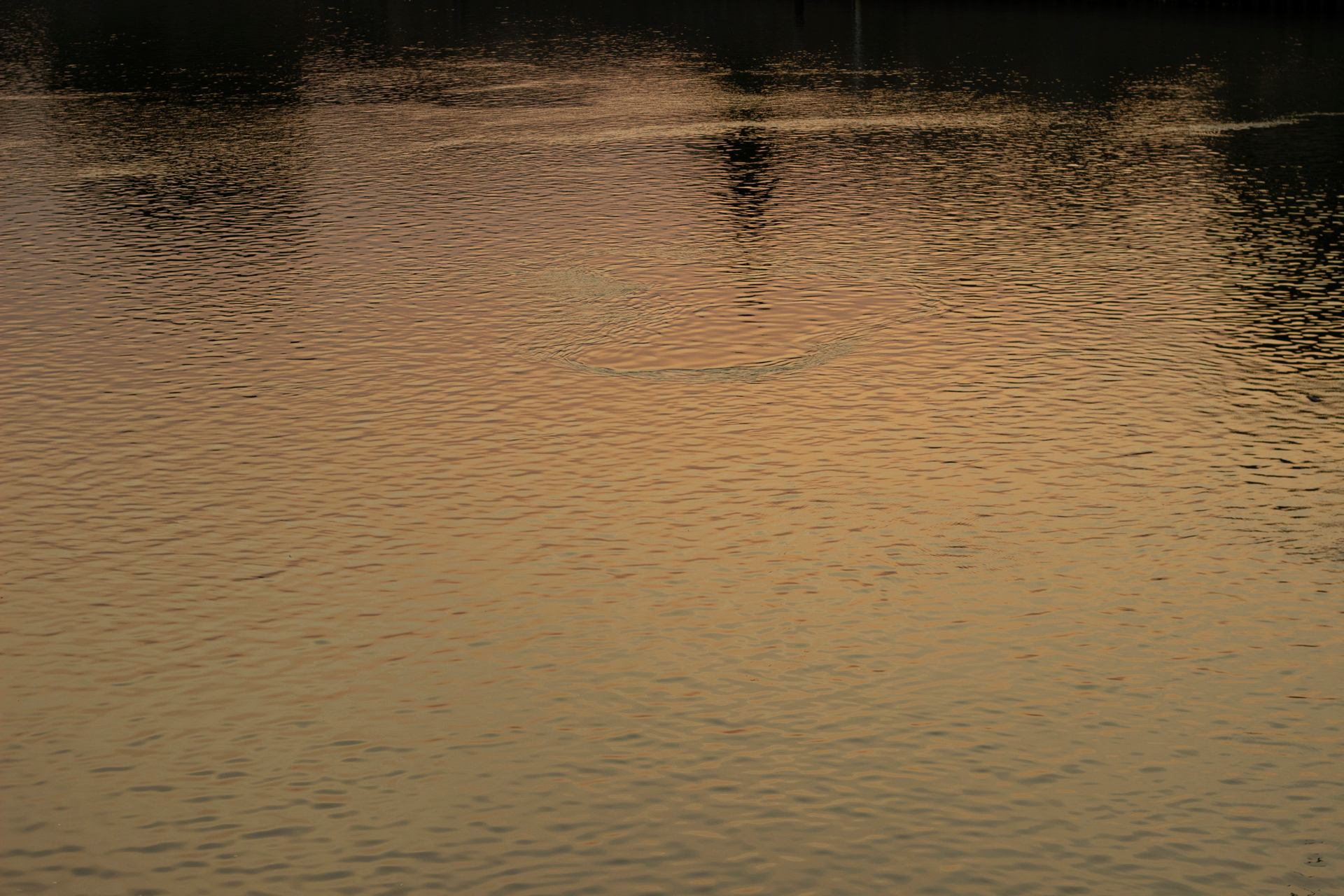 _MG_9854.jpg