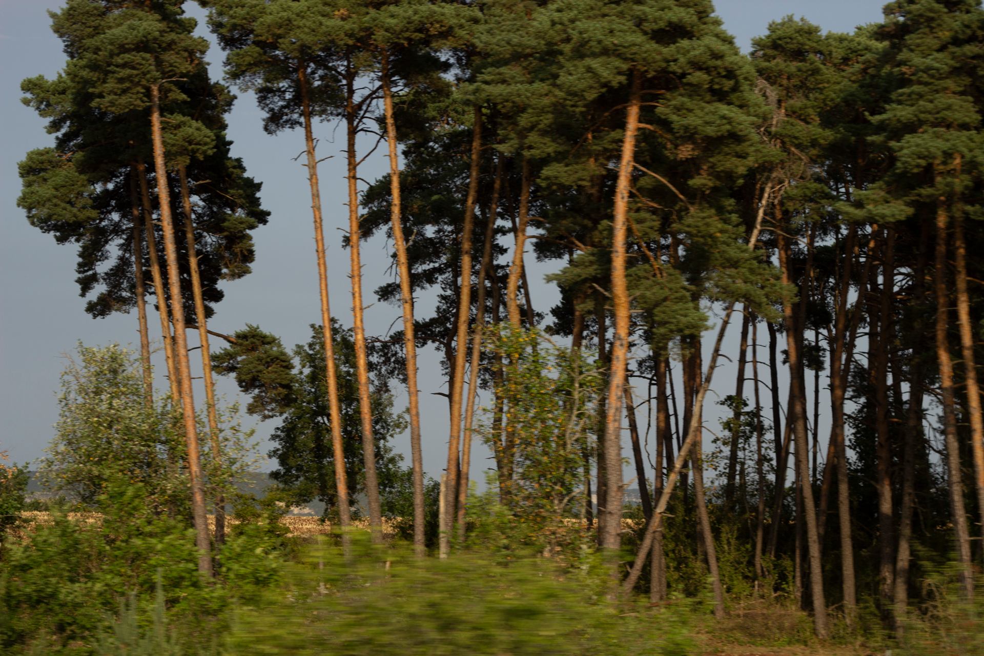 _MG_9895.jpg