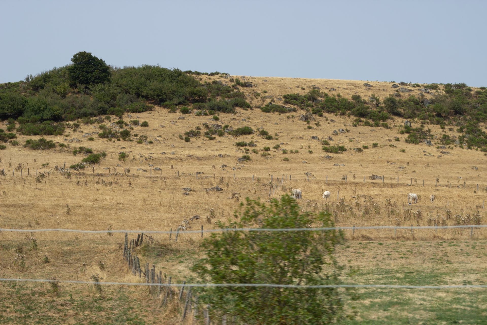 _MG_9824.jpg