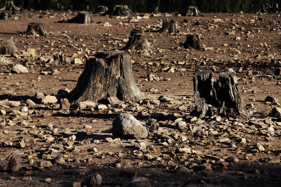 cimetière des arbres.