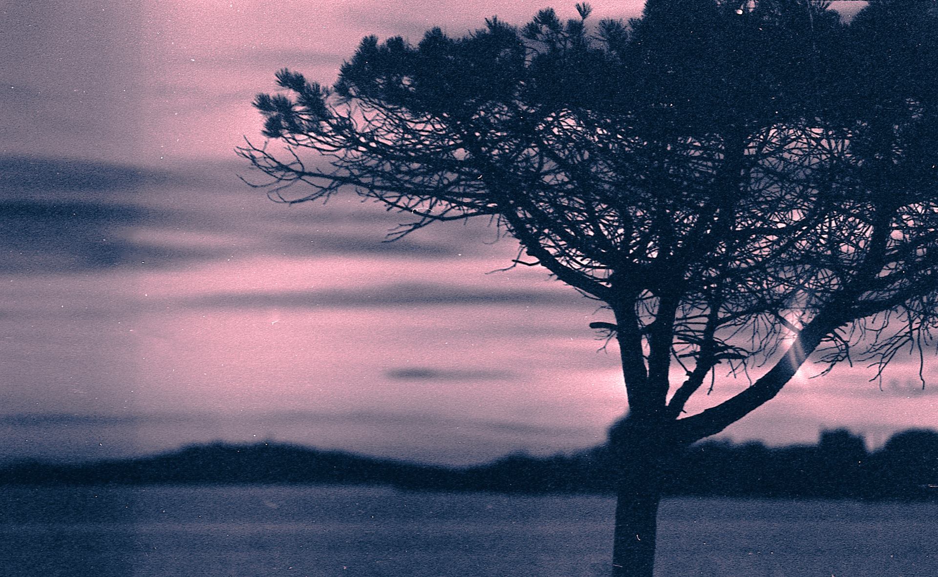 Bord de l'étang de Thau