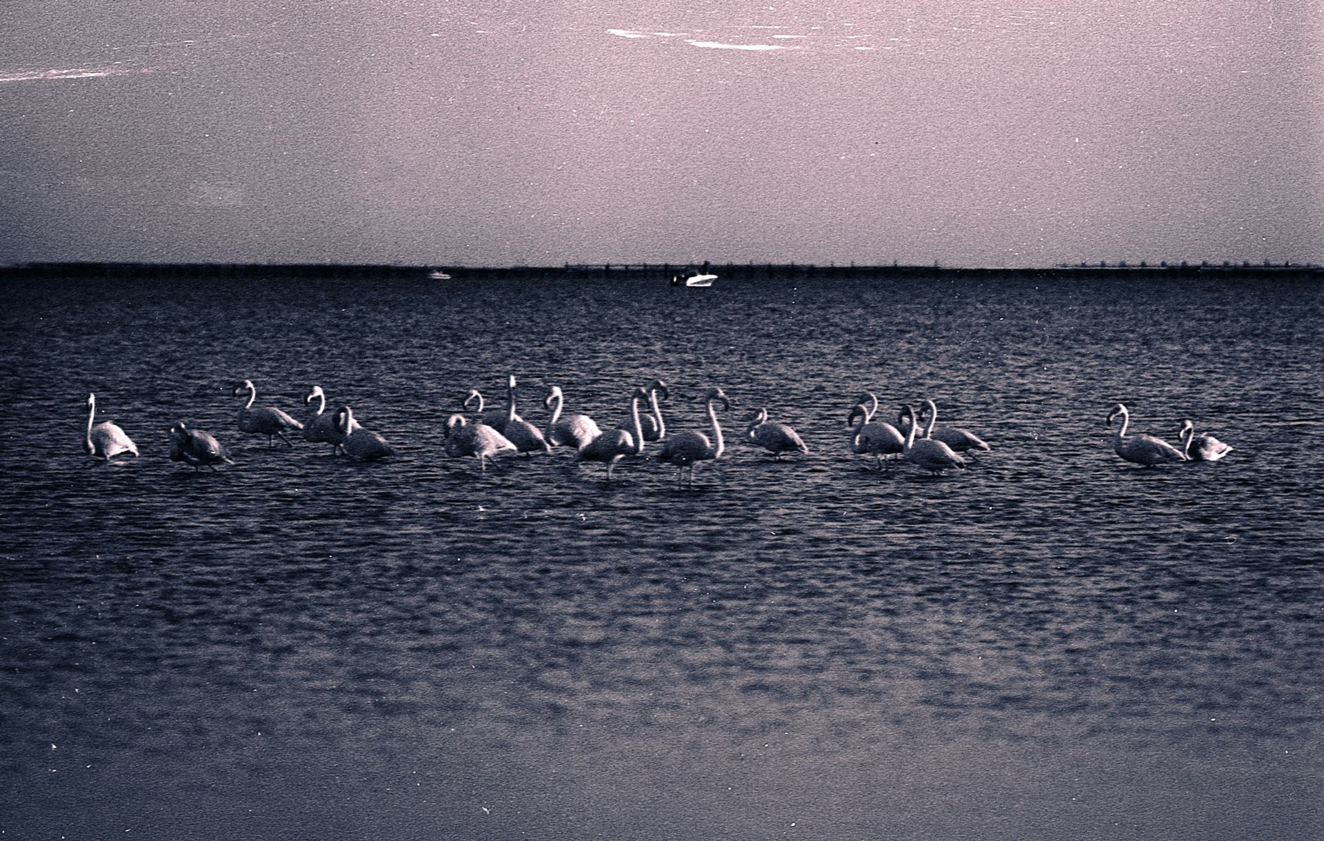 Flamants de l'étang