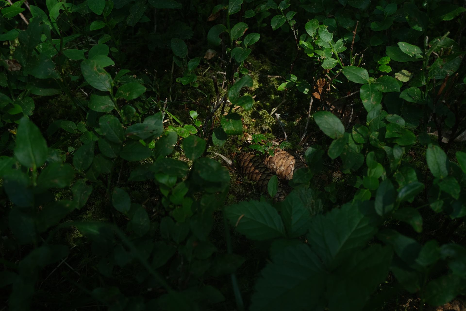 DSCF7785.JPG
