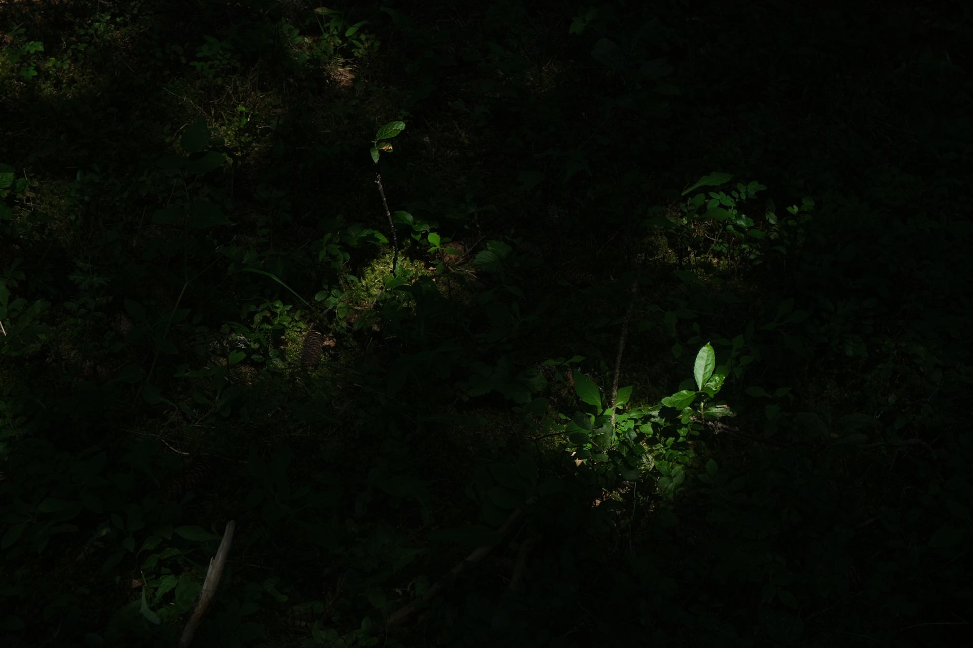 DSCF7770.JPG