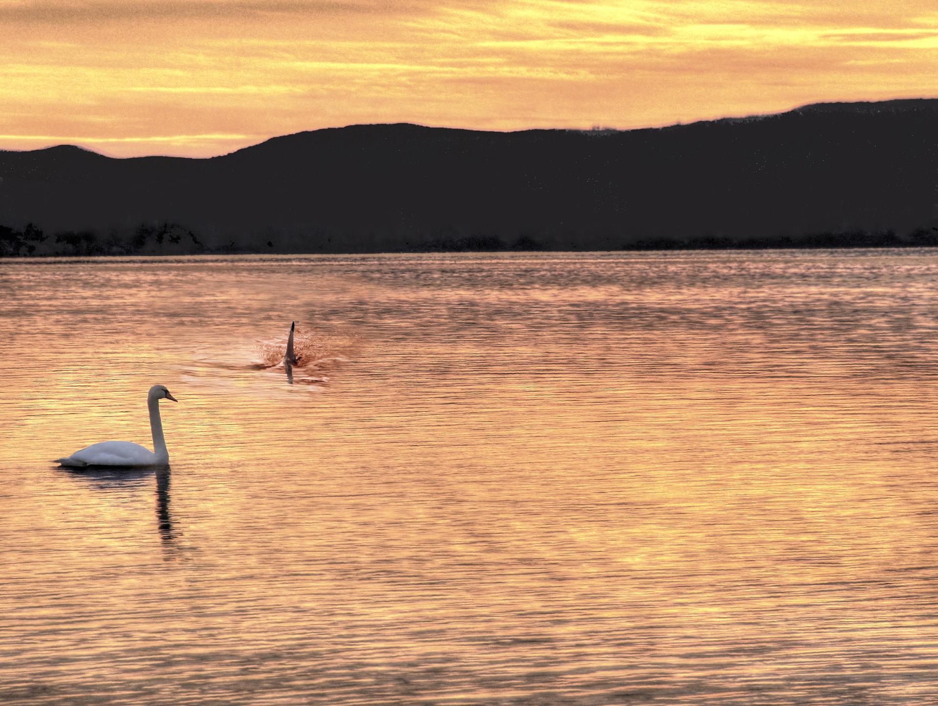 Meurtre en eau douce