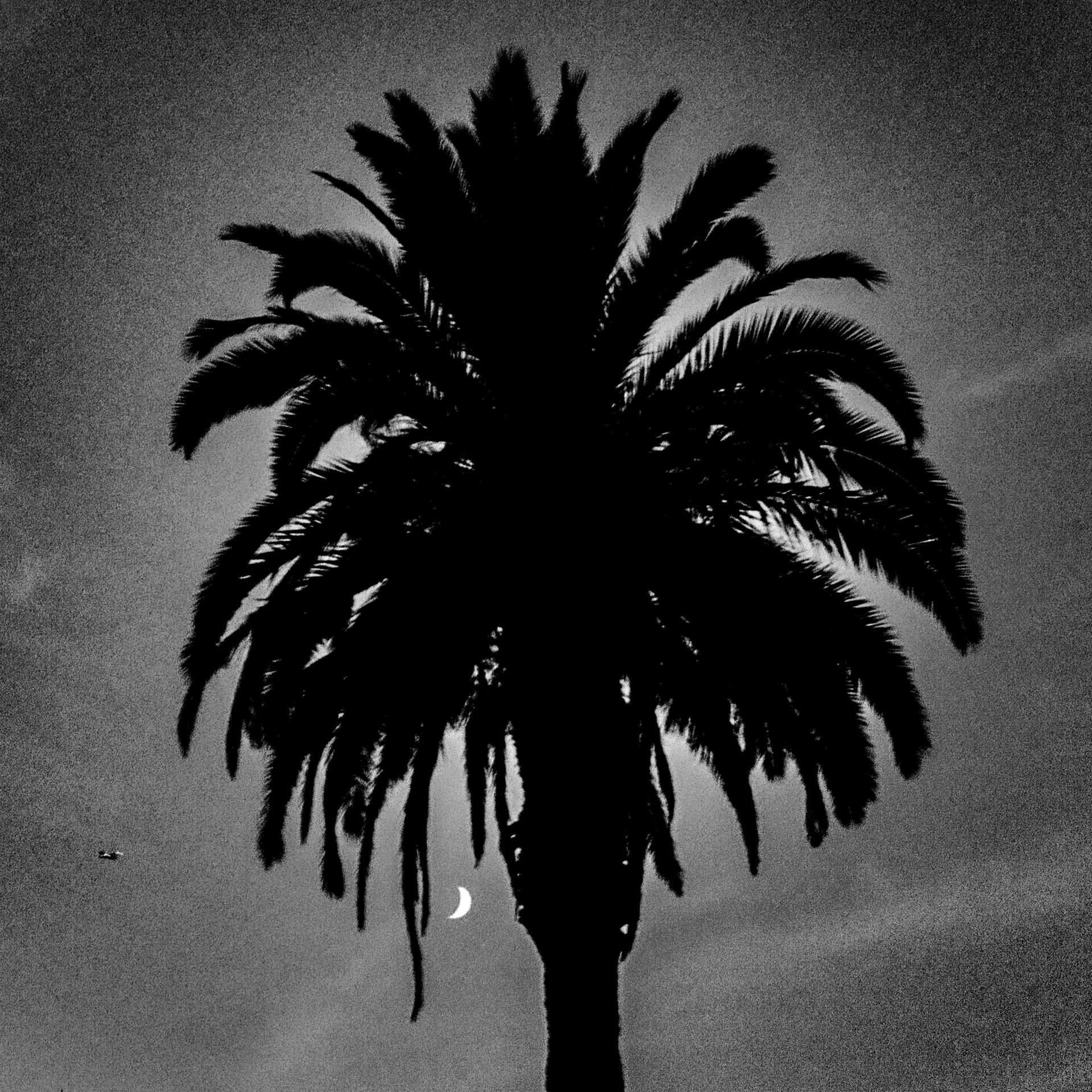 High looking at the palm trees