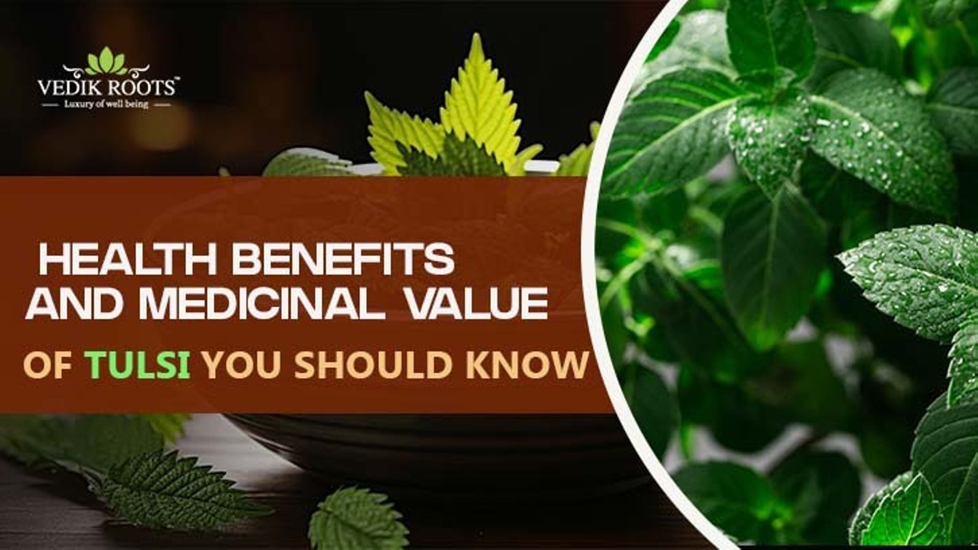 Health Benefits and Medicinal Value of Tulsi You Should Know