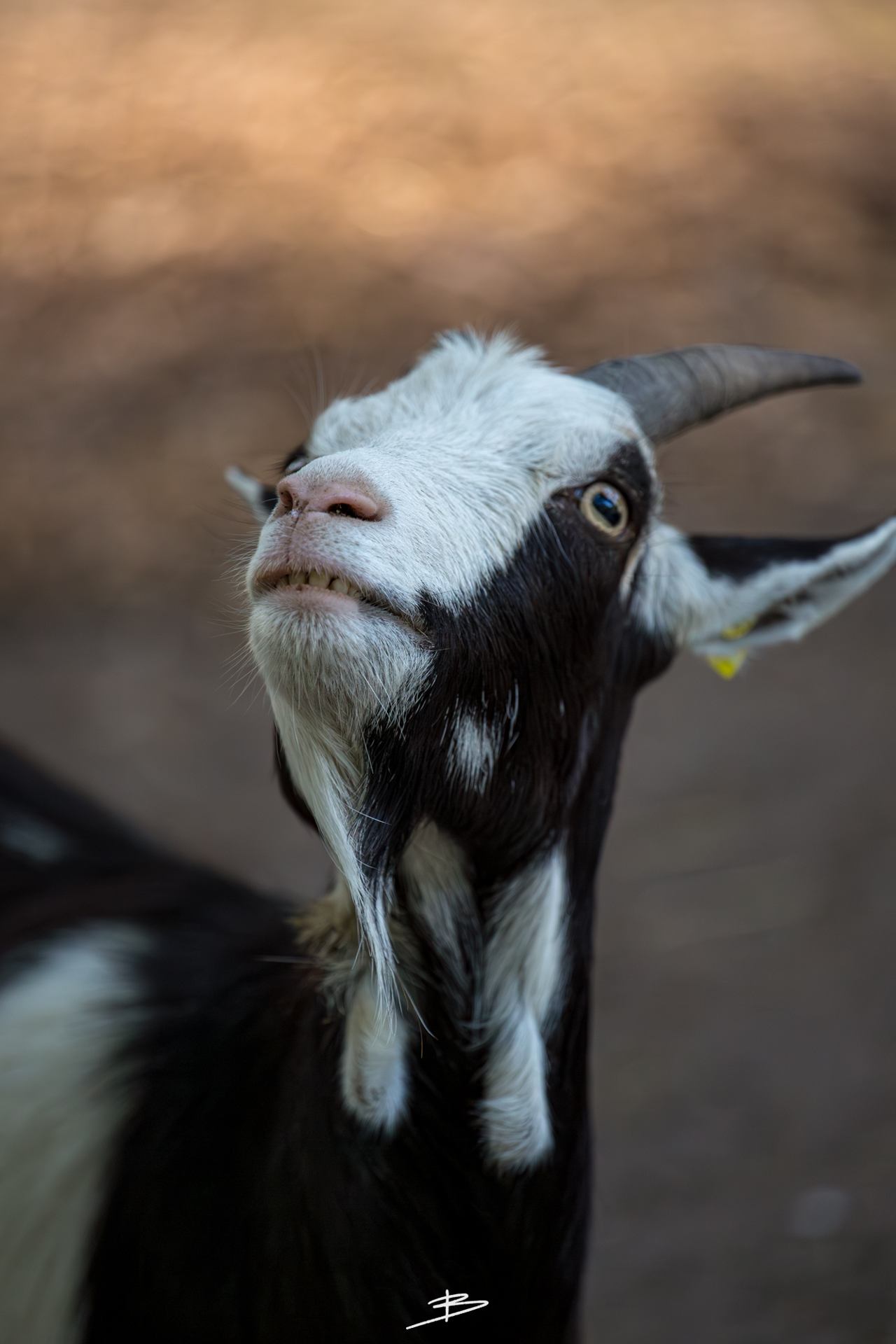 The Goat