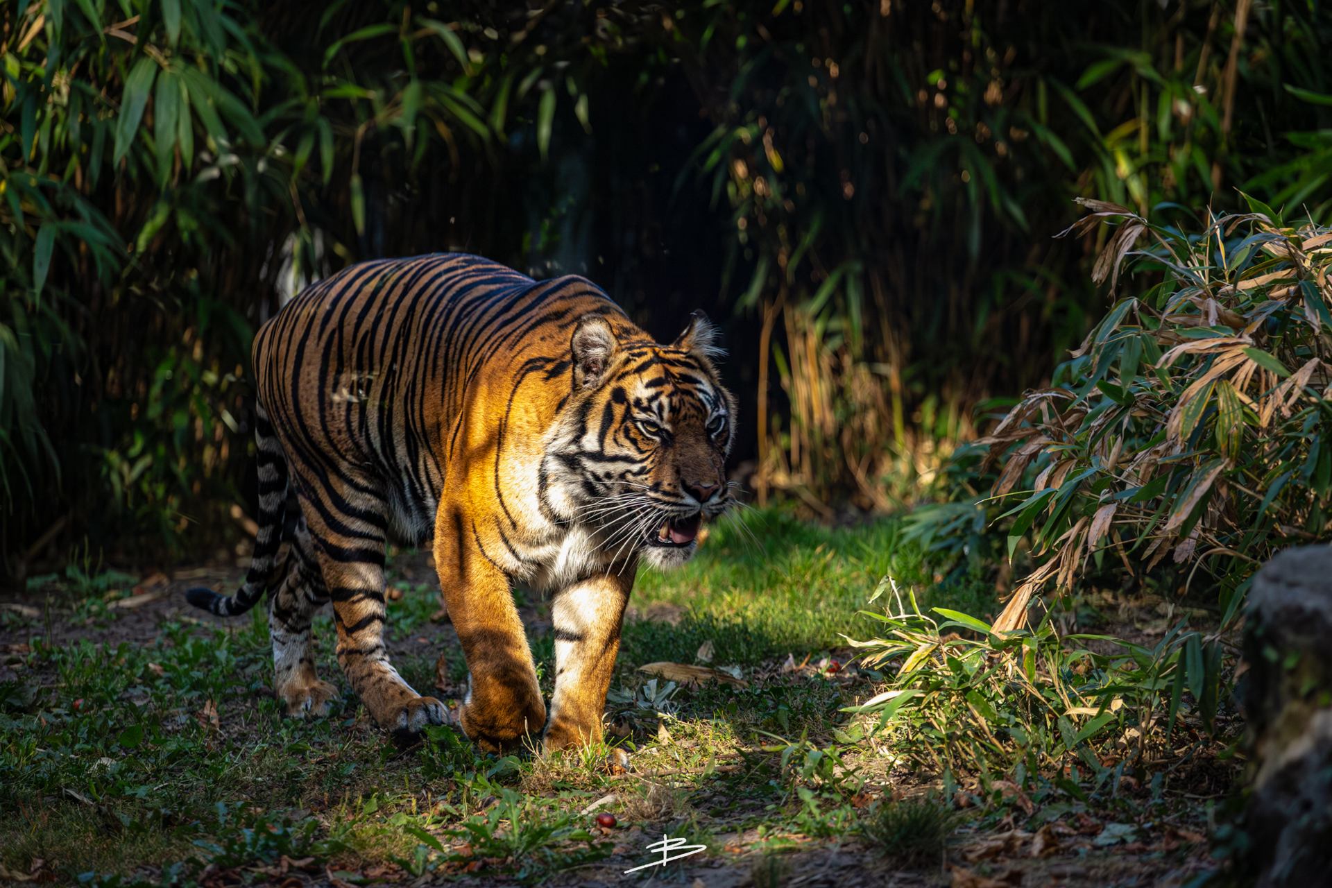 Tigre et rayons