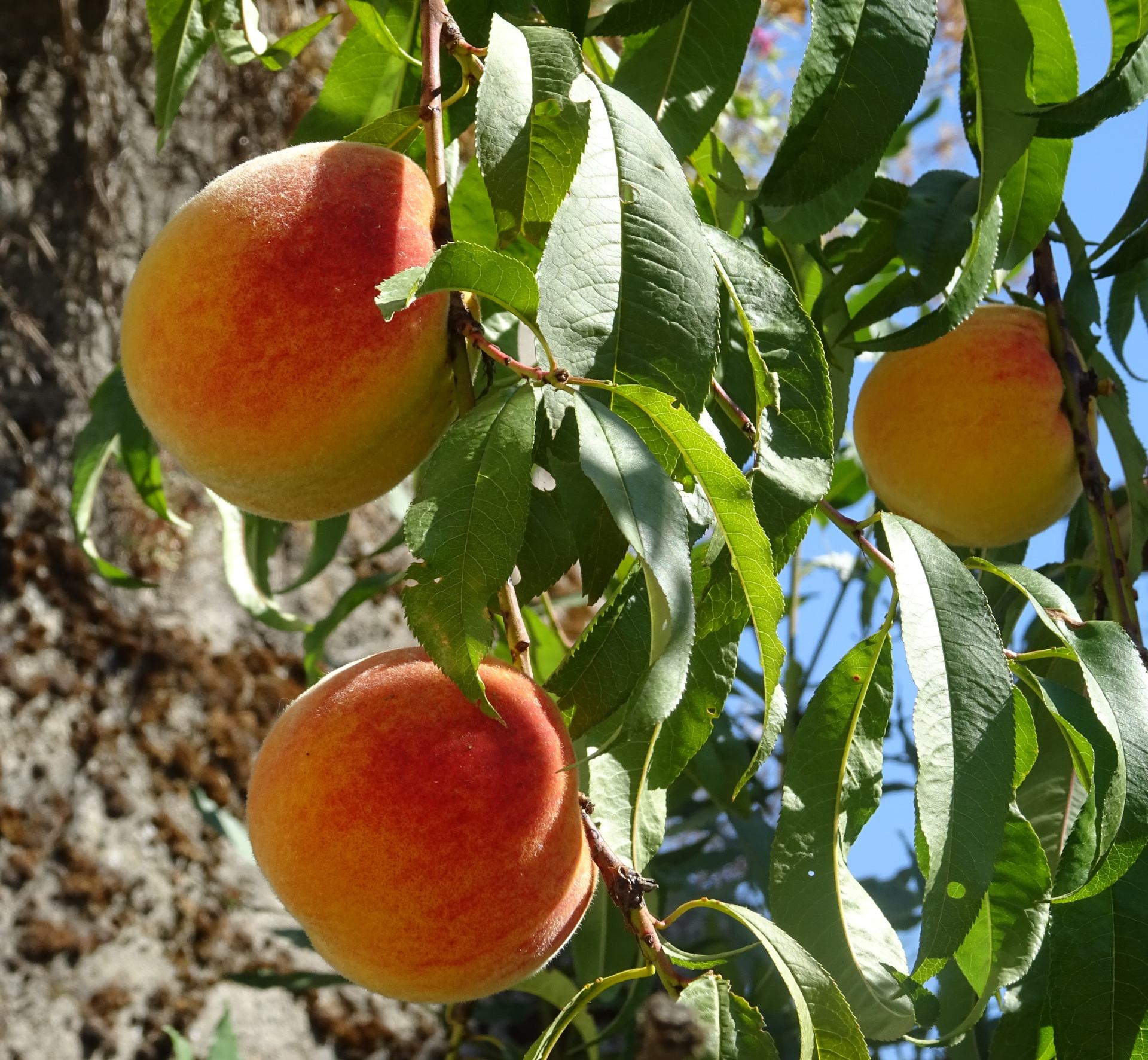 Pêches du Jardin