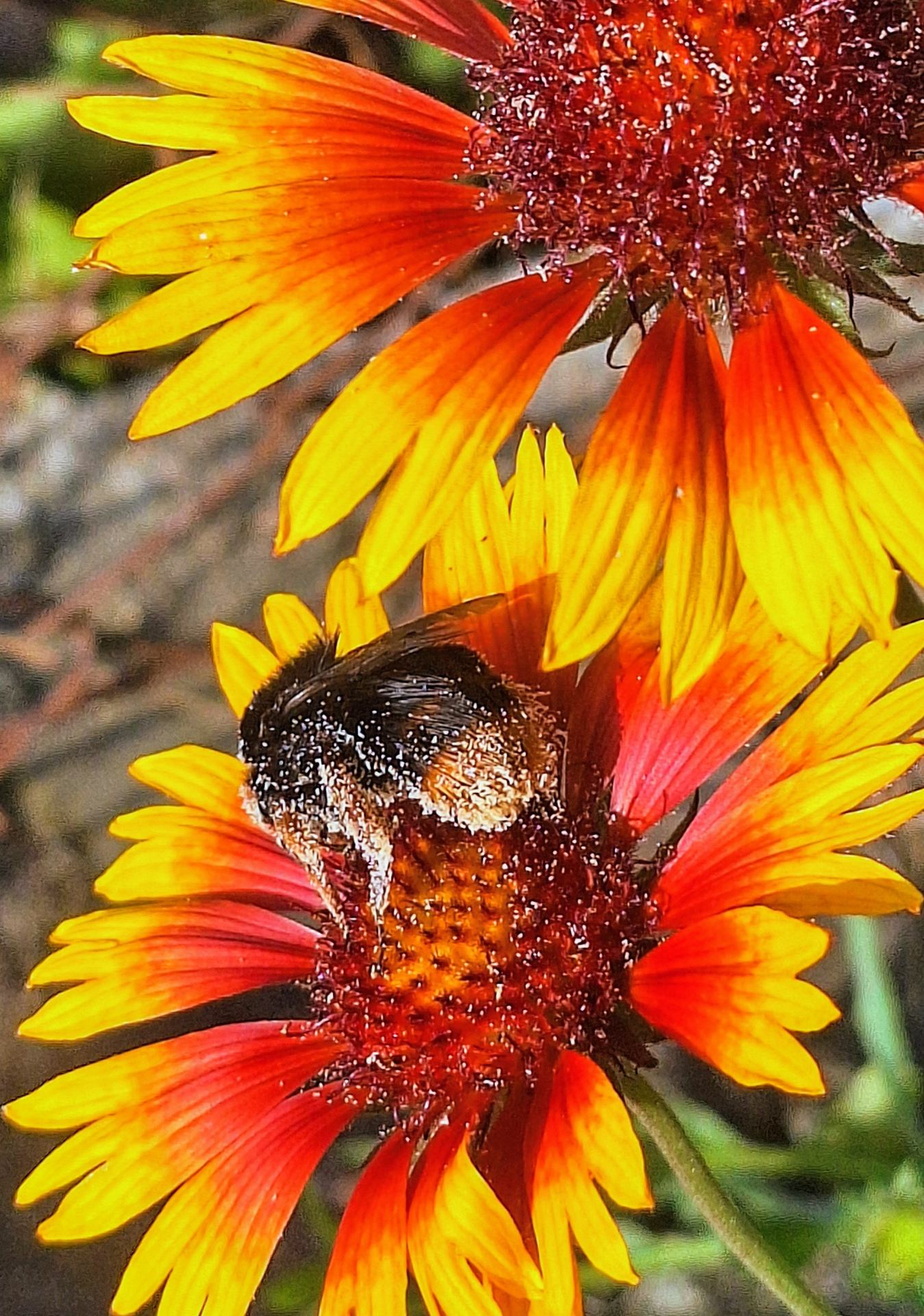 Insecte gourmand