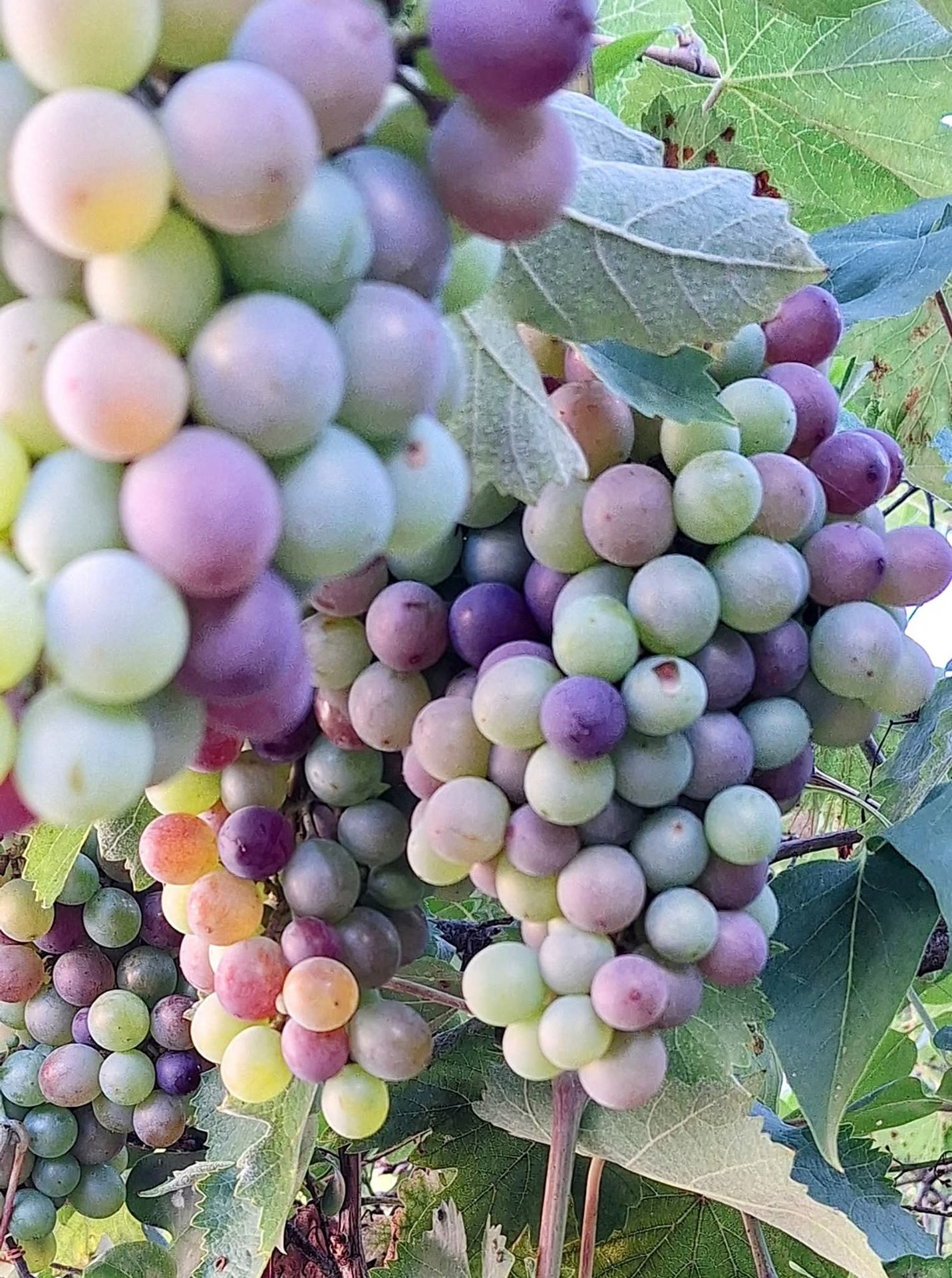Camaïeu de couleurs