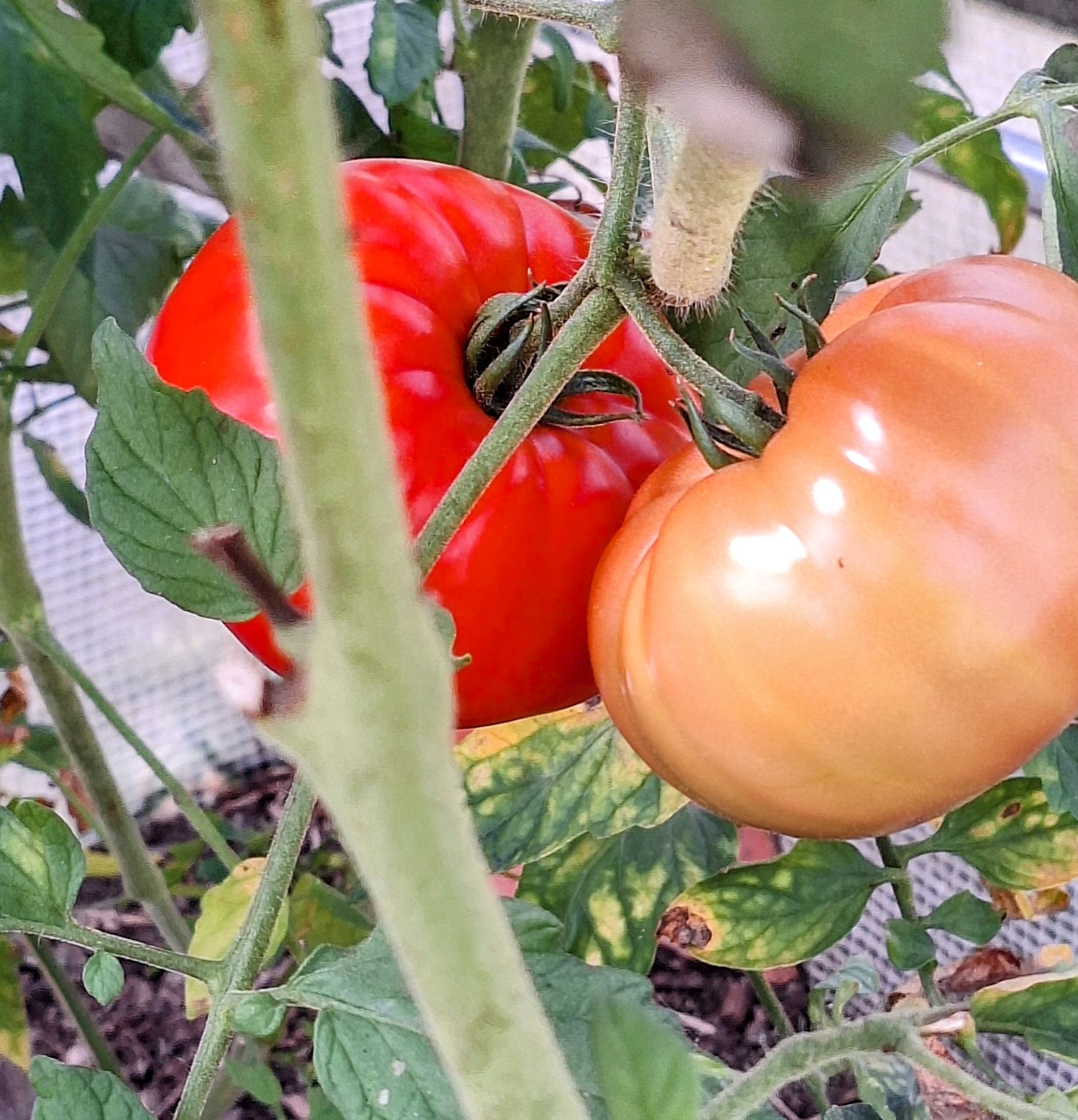 Belles tomates