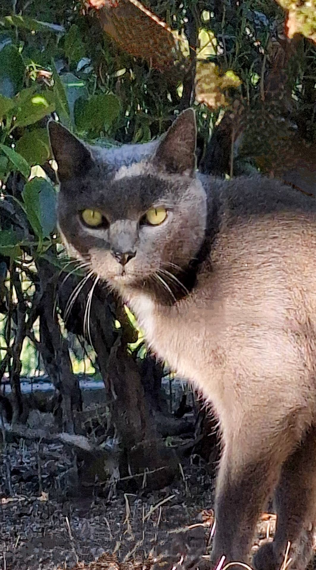 Le chat de la voisine