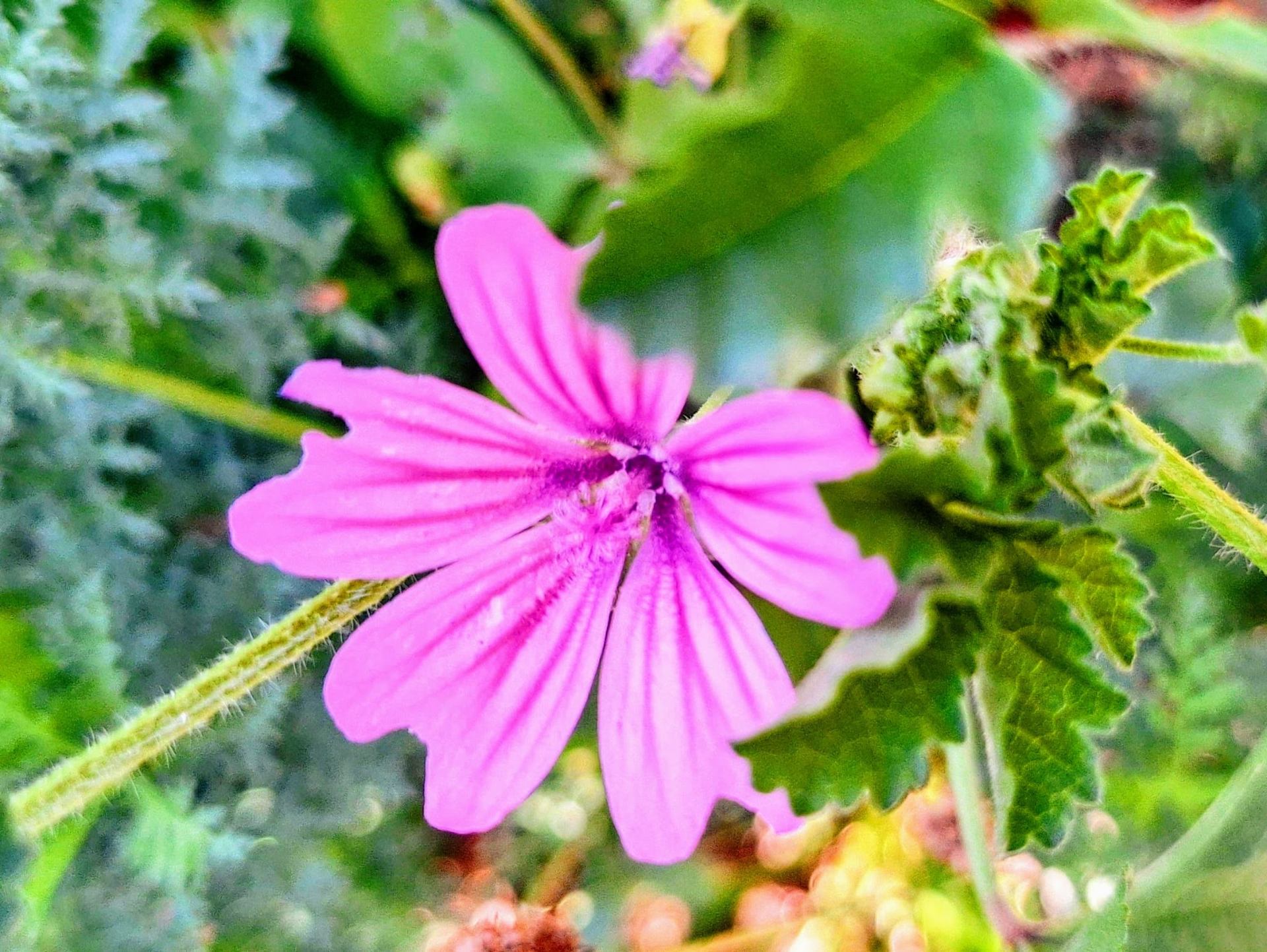 La mauve