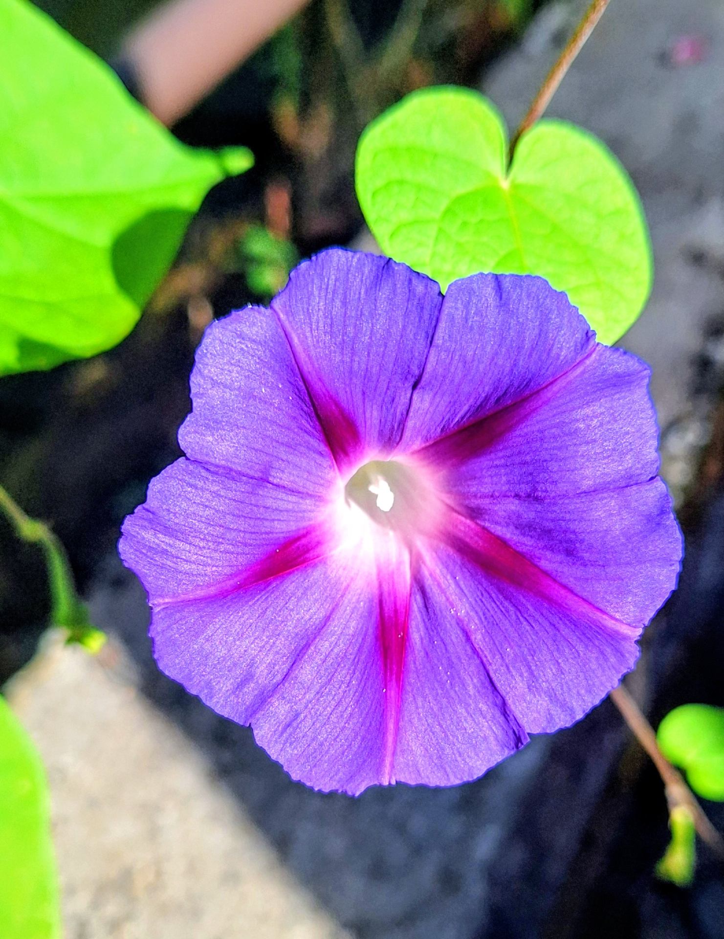 Ipomée