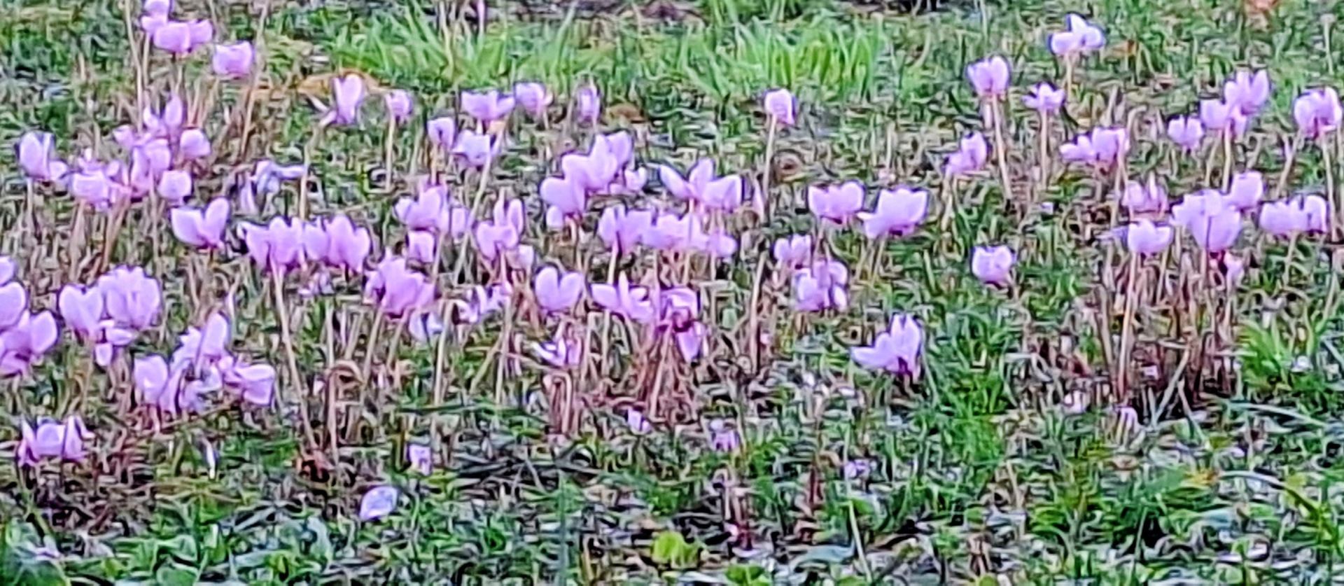 Cyclamen d'Automne