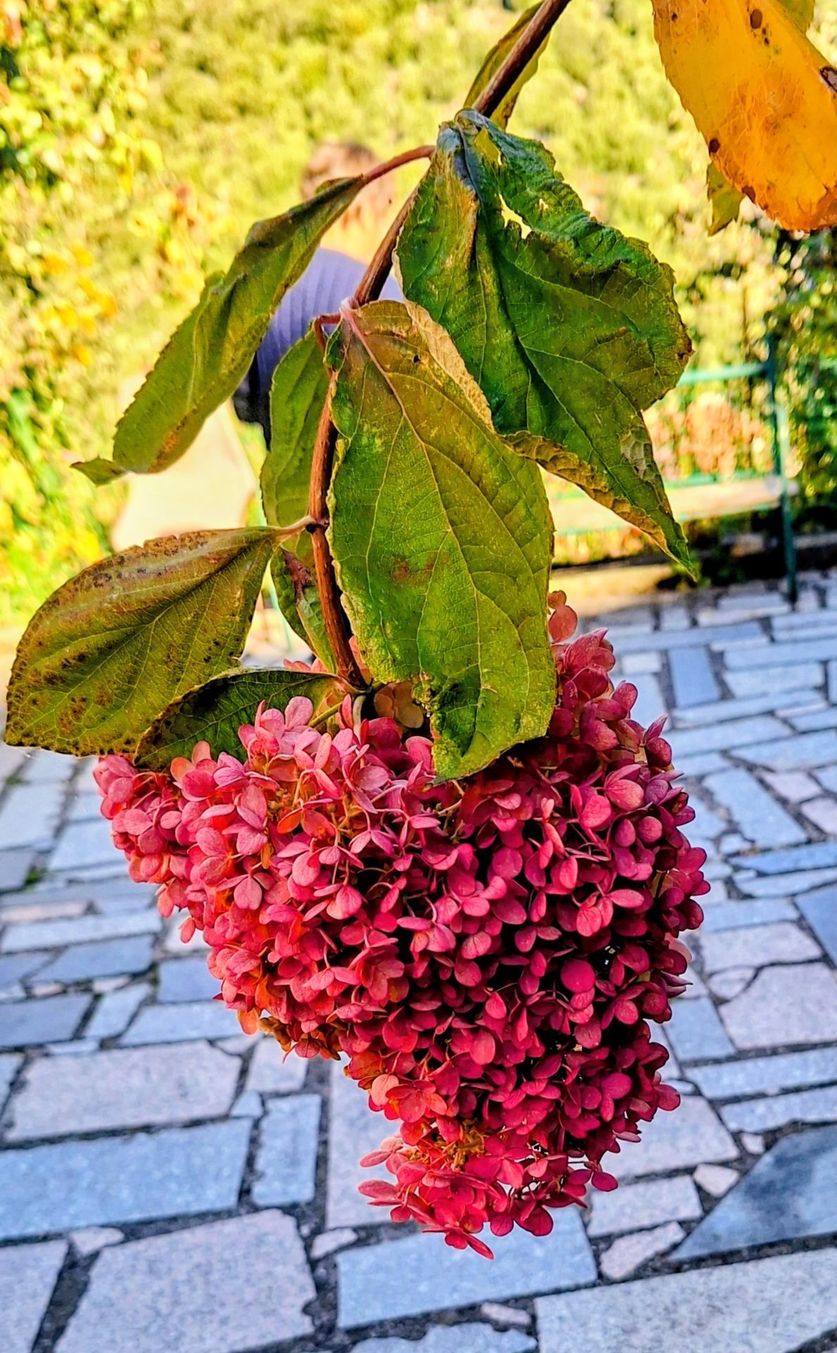 C'est l'automne !!!