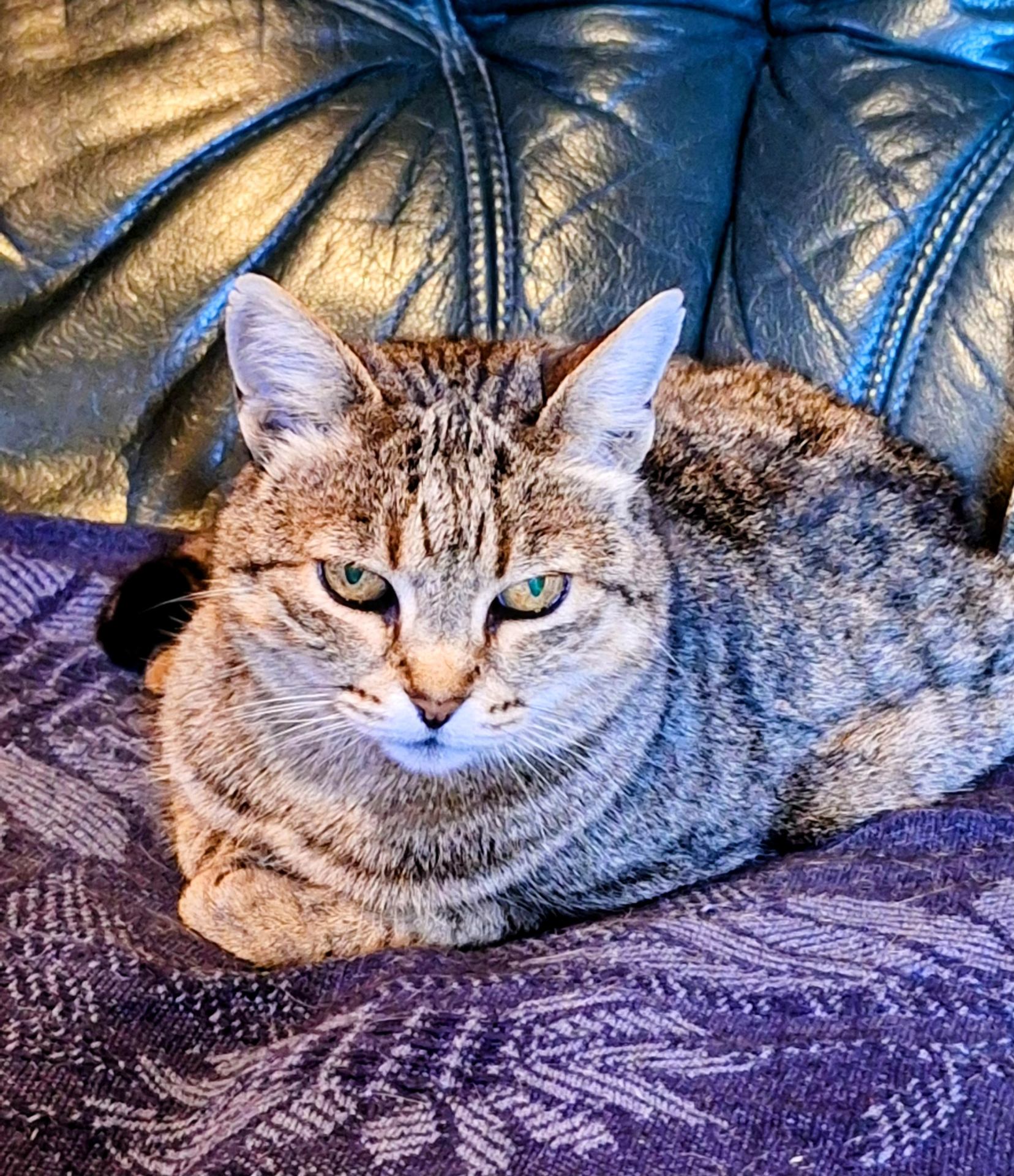 La chatte d'une centenaire de mon village