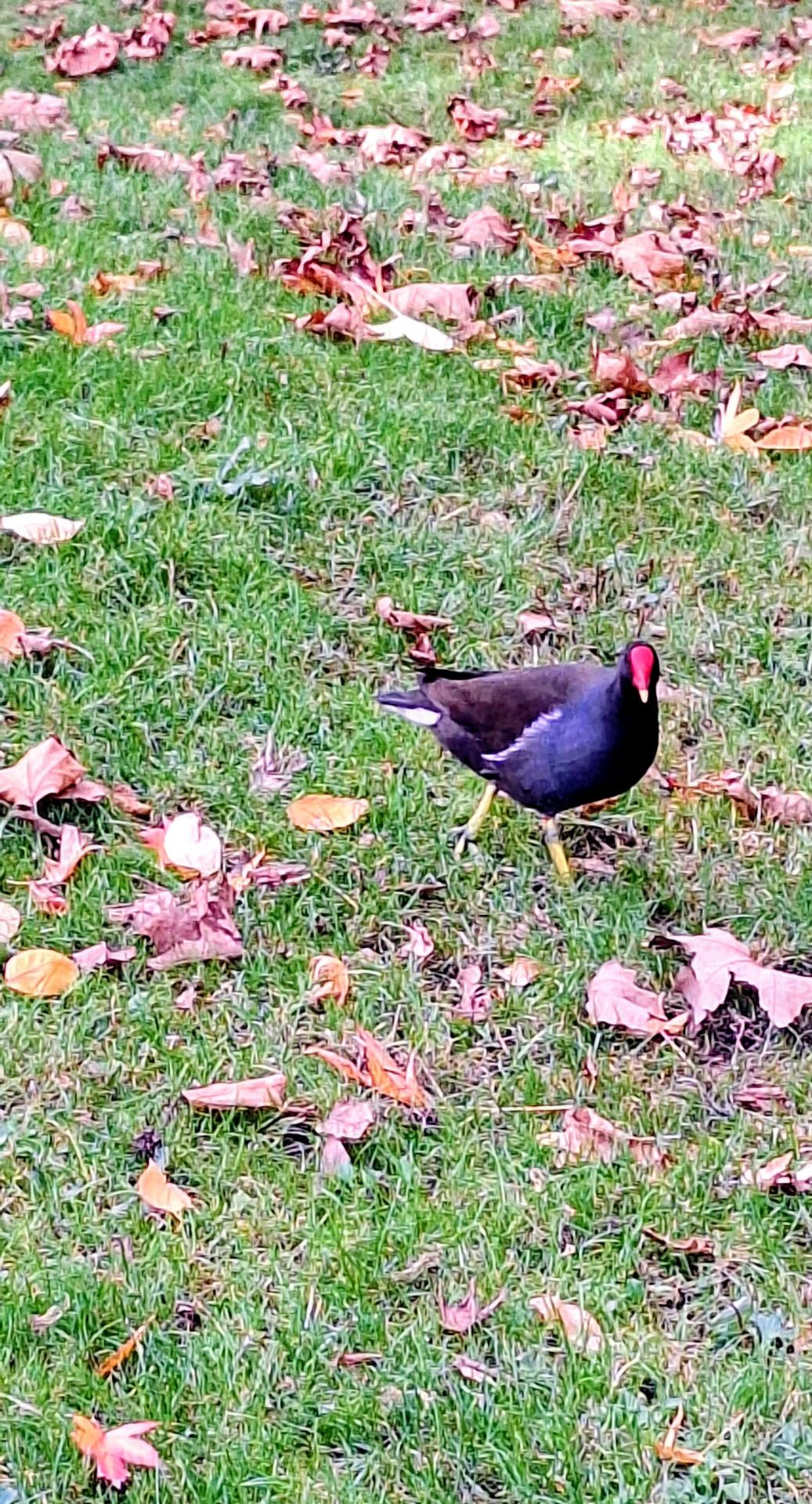 Poule d'eau au jardin de BERCY