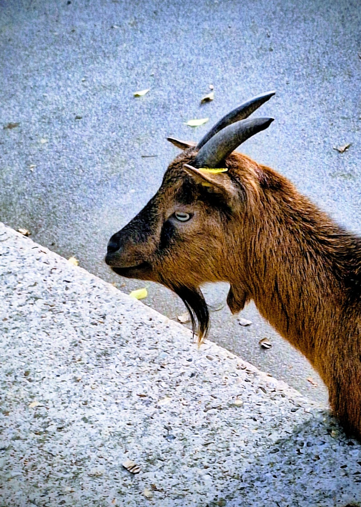 La campagne à PARIS