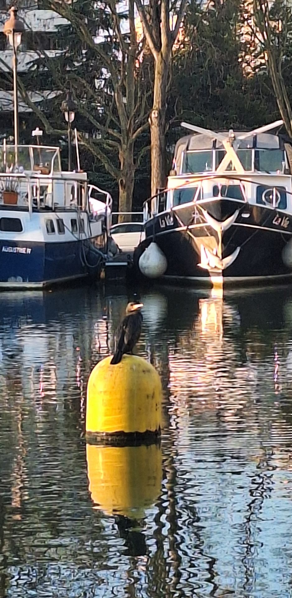 Cormoran au Bassin de la Villette