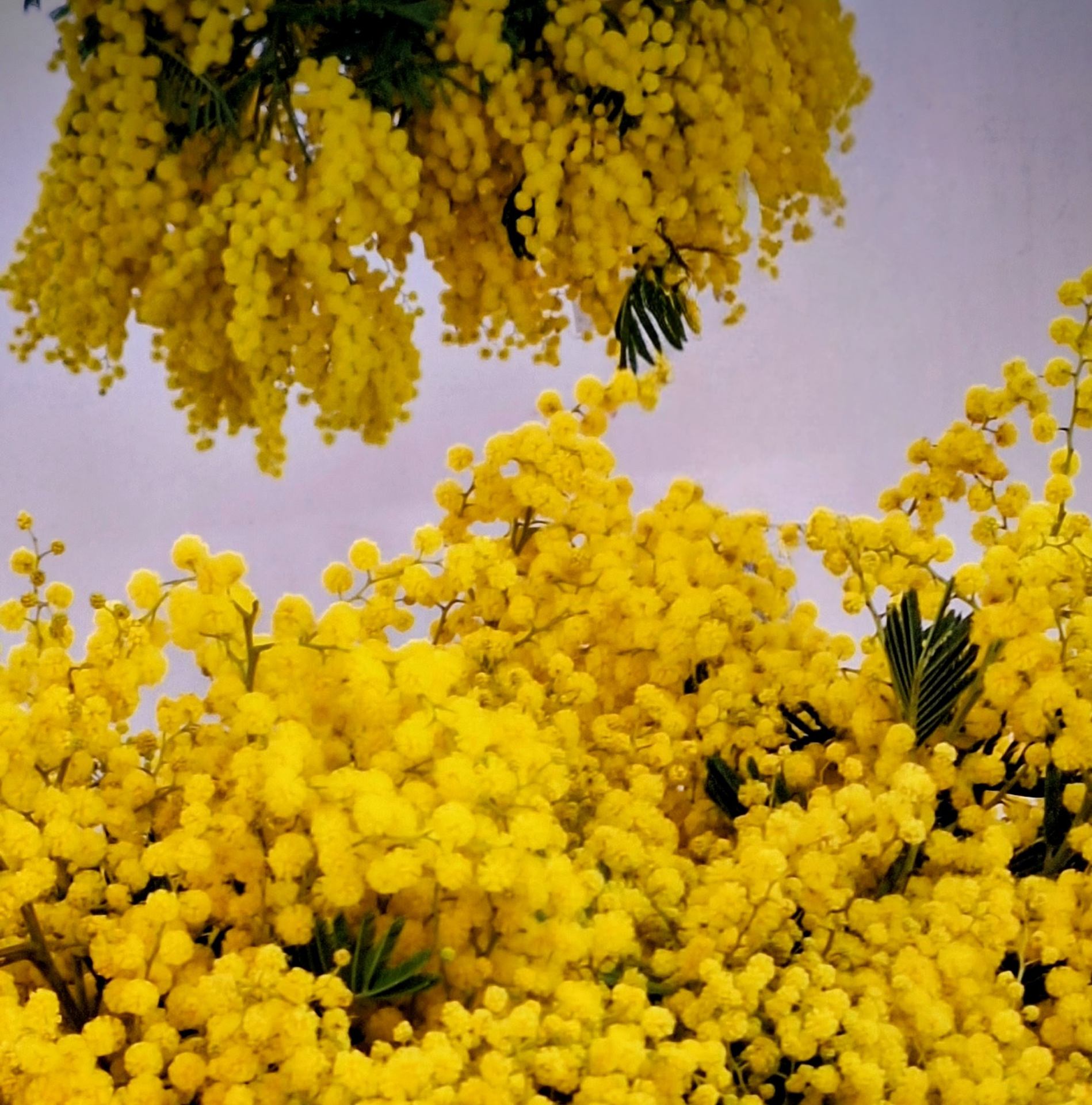 Chez le fleuriste !!!