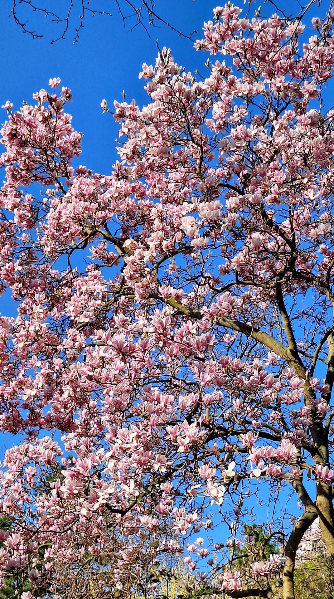 Dans le jardin Villemin