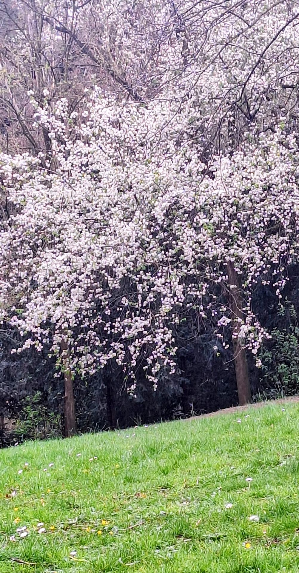 Annonce du Printemps aux Buttes Chaumont