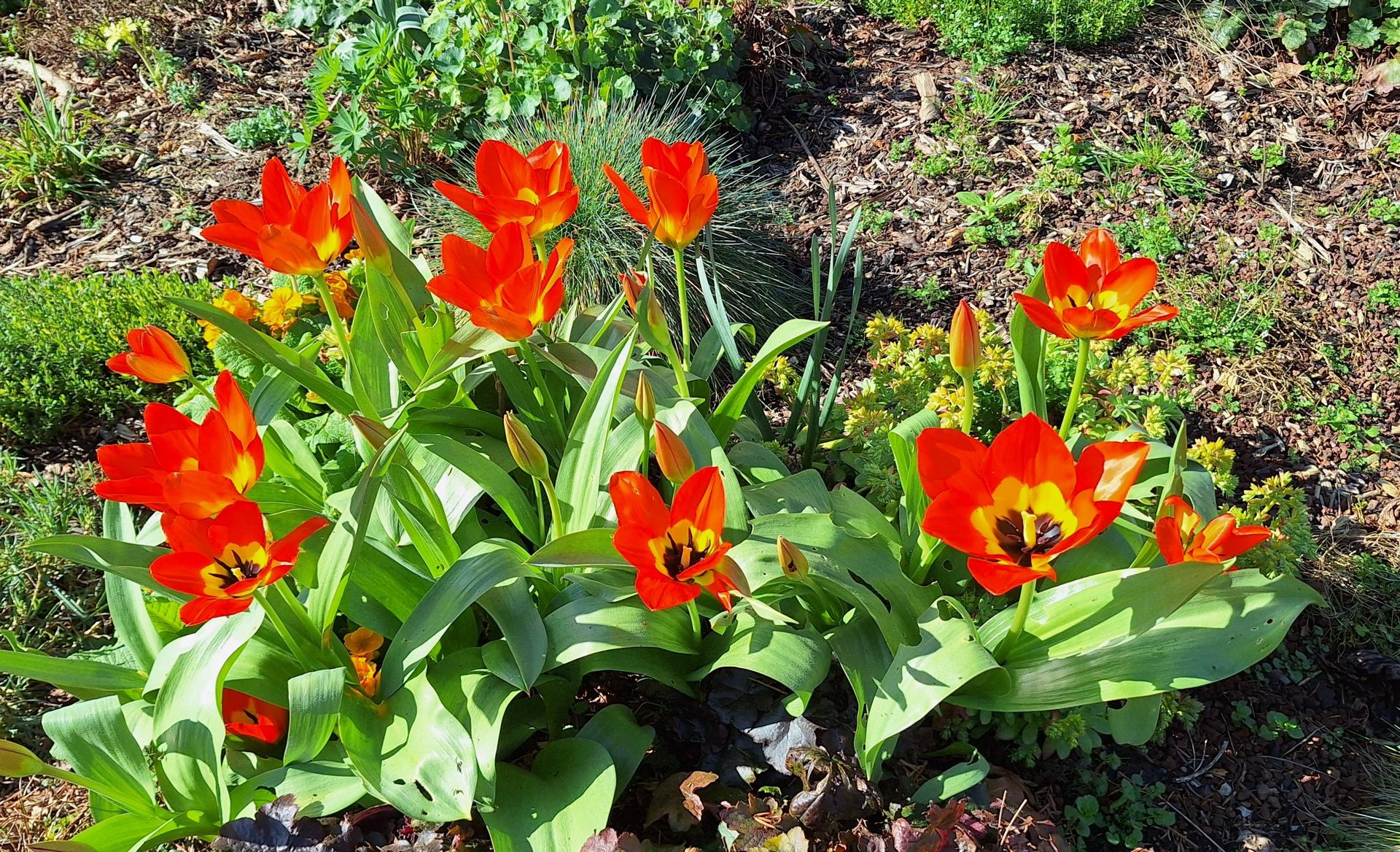 Annonce du Printemps aux Buttes Chaumont